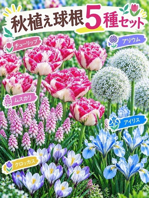 春に芽吹く♡秋植え球根　5種セット