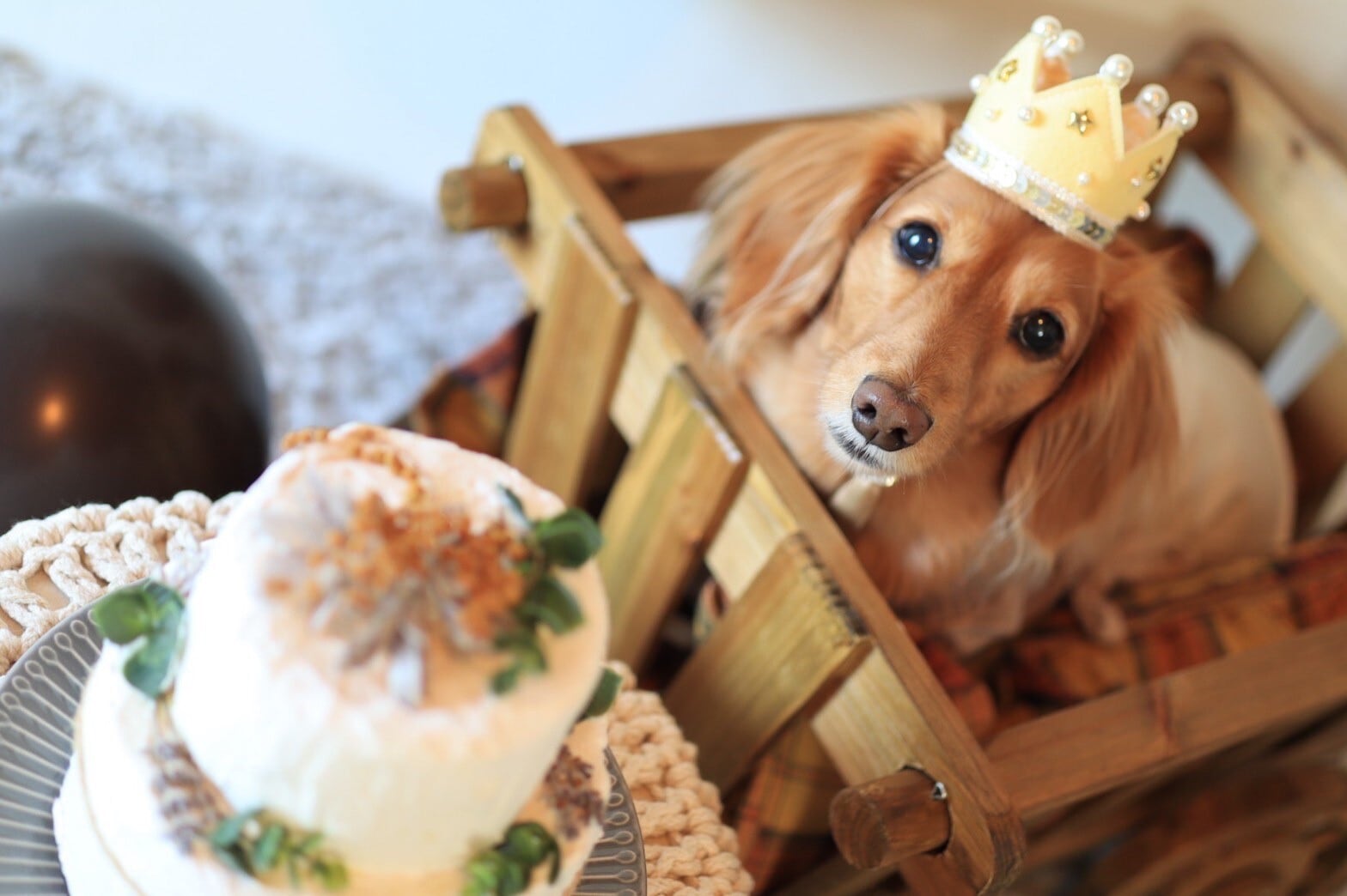 特集掲載商品＞kira kira crown 大切なペットのお誕生日や記念日に
