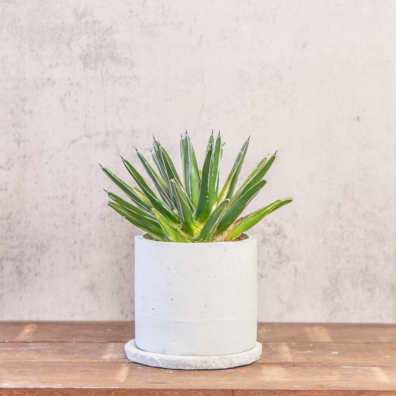アガベ・笹の雪・黄覆輪|端正なロゼットに黄金ラインが輝く多肉植物【手作りモルタル鉢】