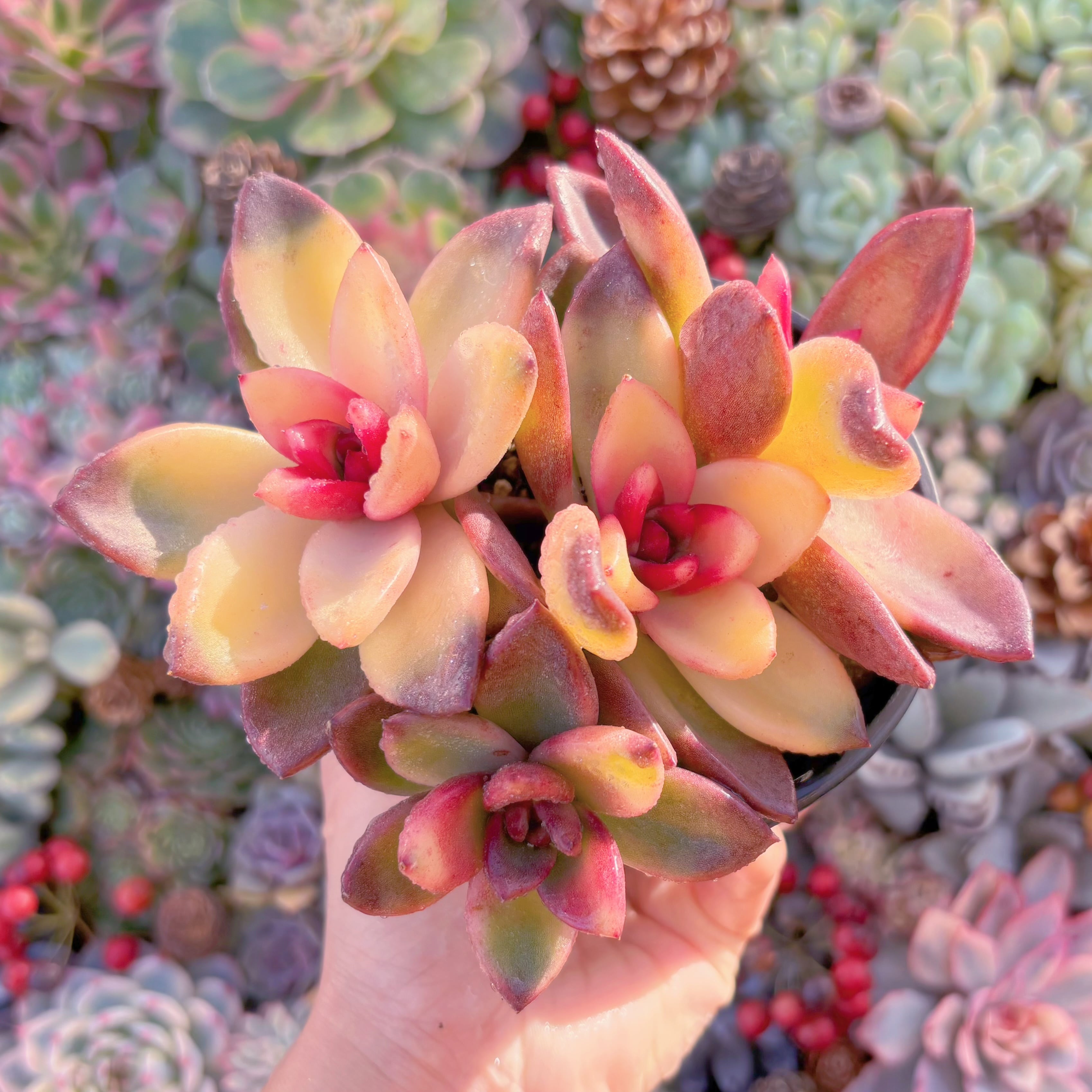 現品　パインローズ錦#261　大群生　新入荷　るる農園