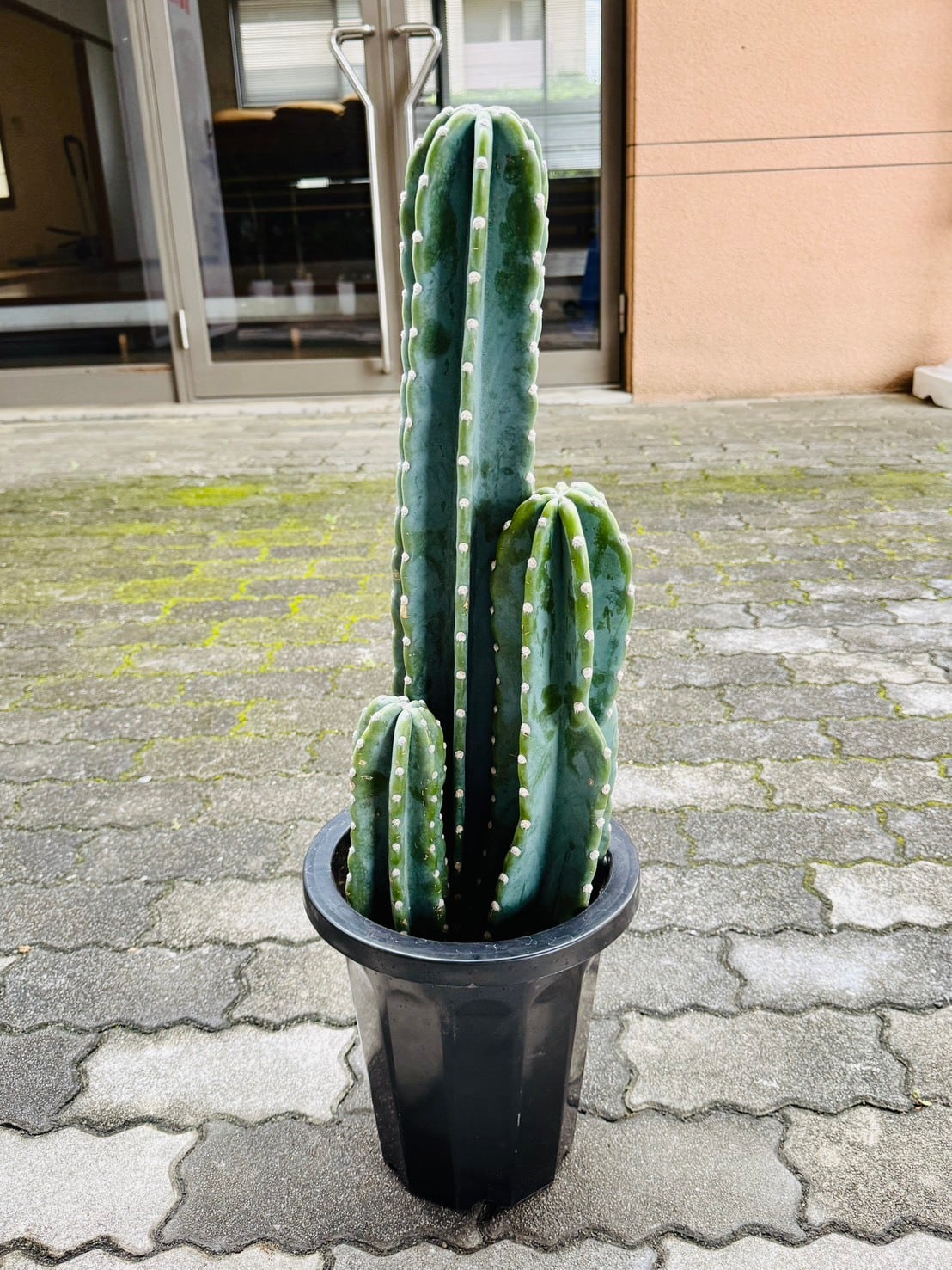 柱サボテン・ブランチ 7号 | 観葉植物と雑貨のお店 VIVAGREEN