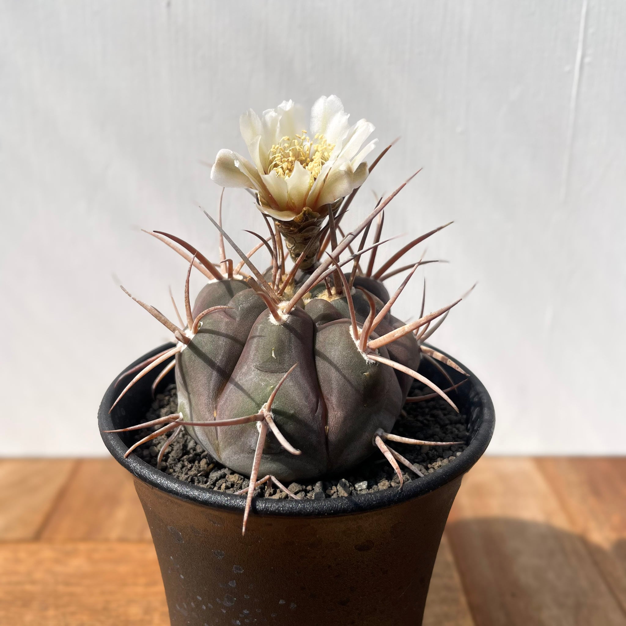 確認専用❤️サボテン ギムノカリキウム 守金魔天竜 実生 鉢のまま発送 Gymnocalycium mazanense【ギムノカリキウム・守金魔天竜