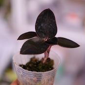 Ludisia discolor var. nigrescens / ルディシア ディスカラー ニグレスセンス⑦ / 観葉植物