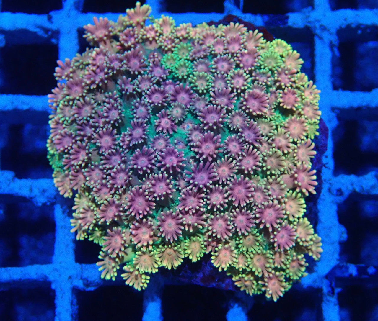 Goniopora FromMakassar