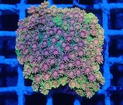 Goniopora FromMakassar