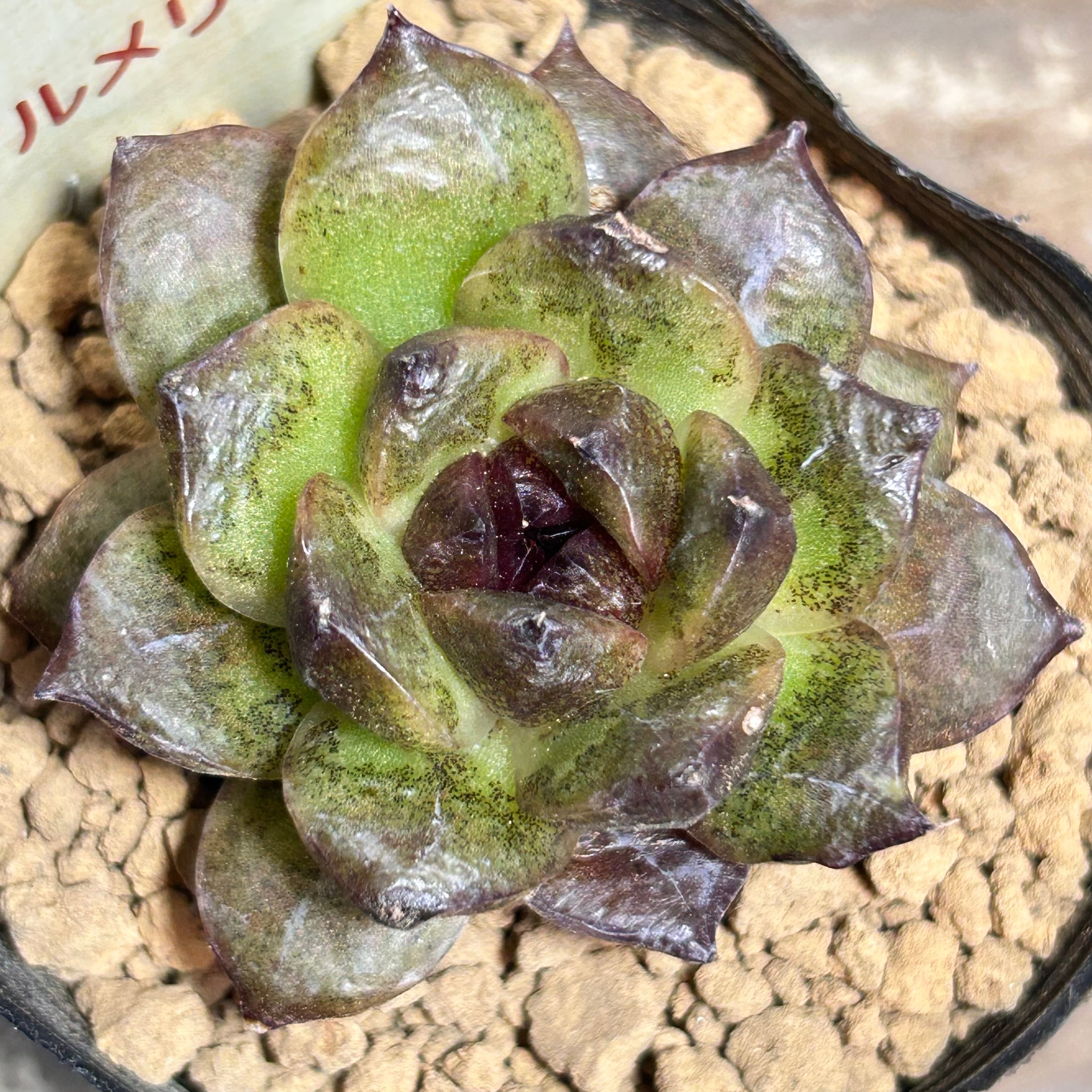 紫バラ交配種 | RuPo 多肉植物専門店