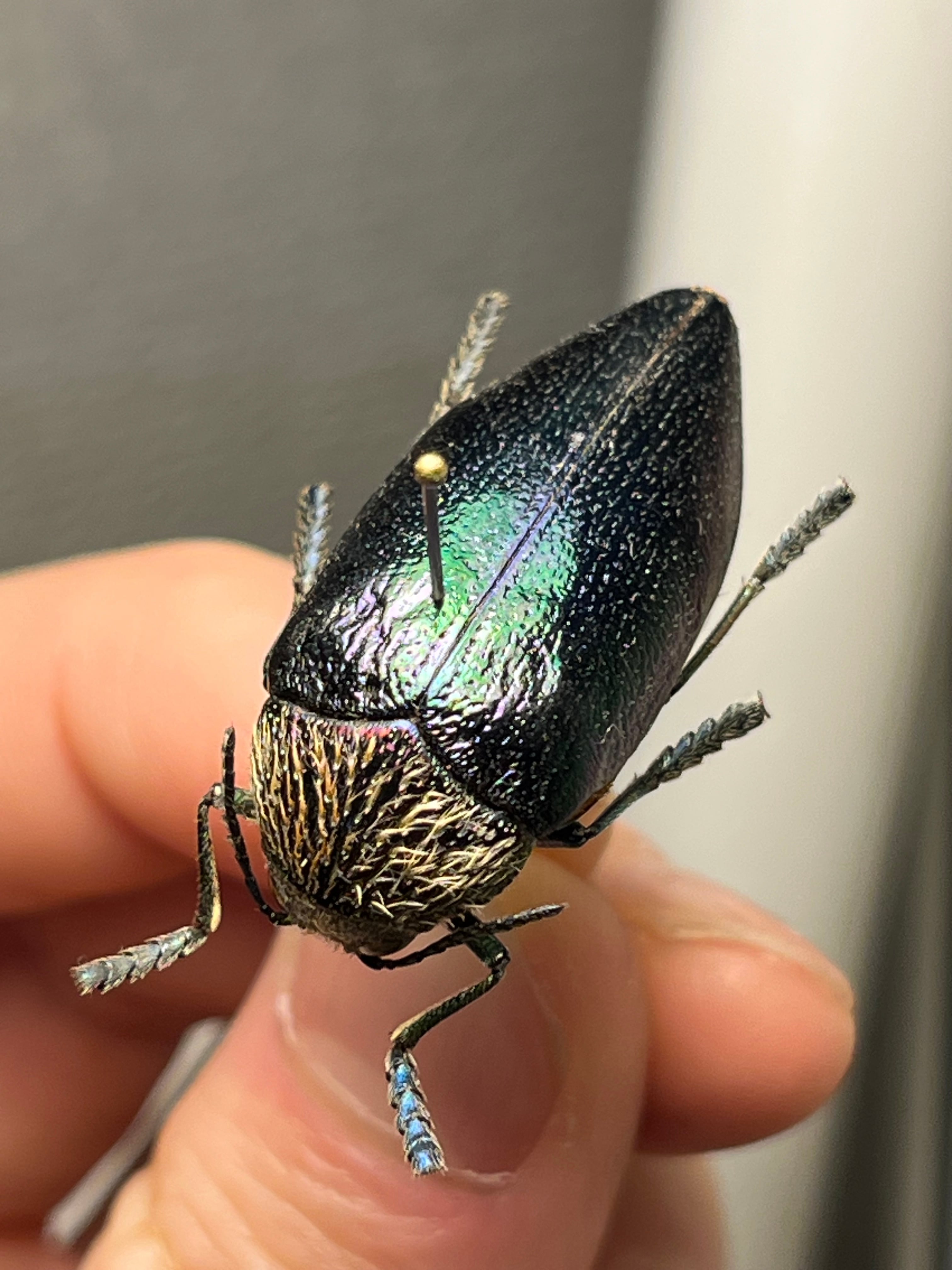 標本】ニジイロクワガタ オウゴンオニクワガタ ピカール血統 エラフス