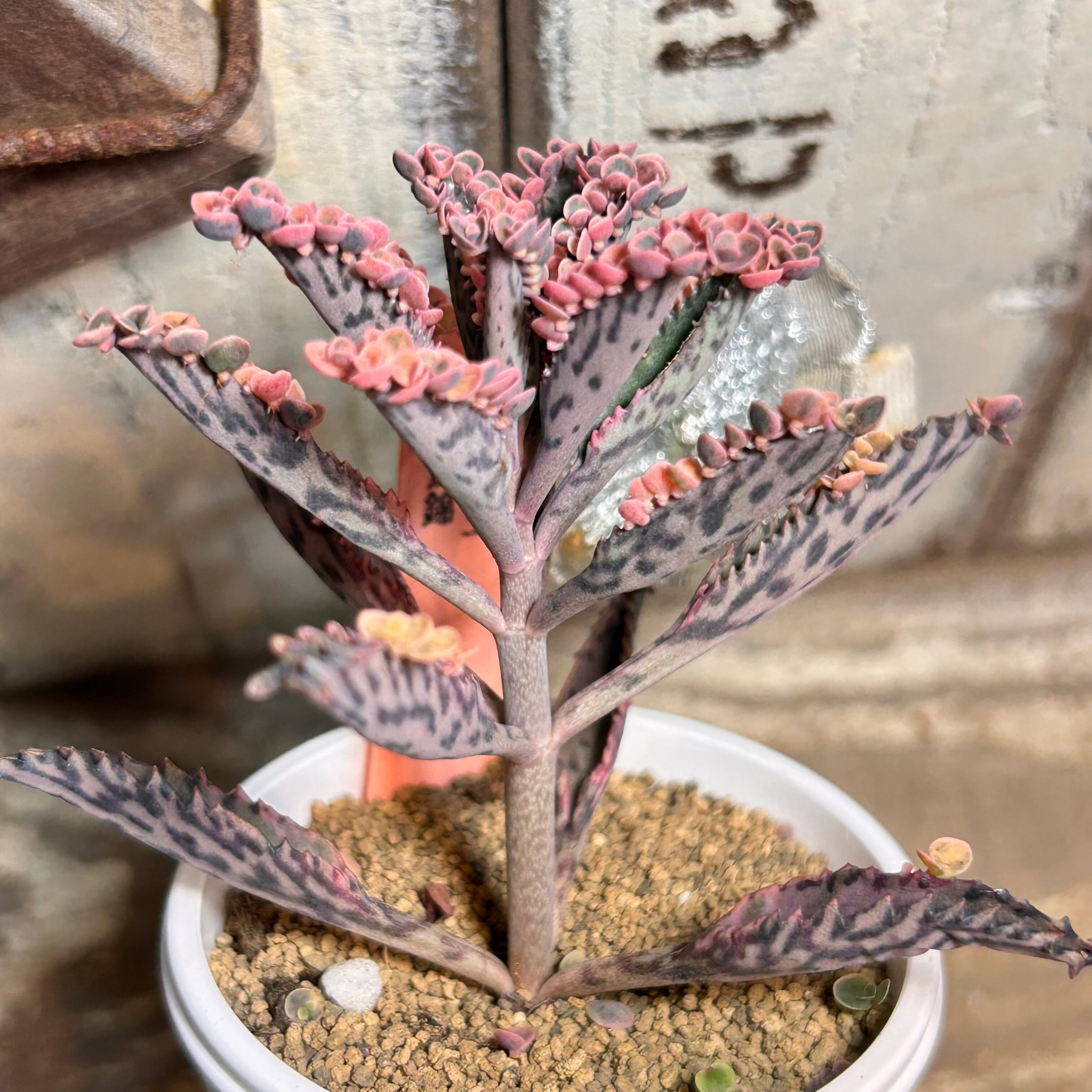 多肉植物          不死鳥 不死鳥錦 | RuPo 多肉植物専門店