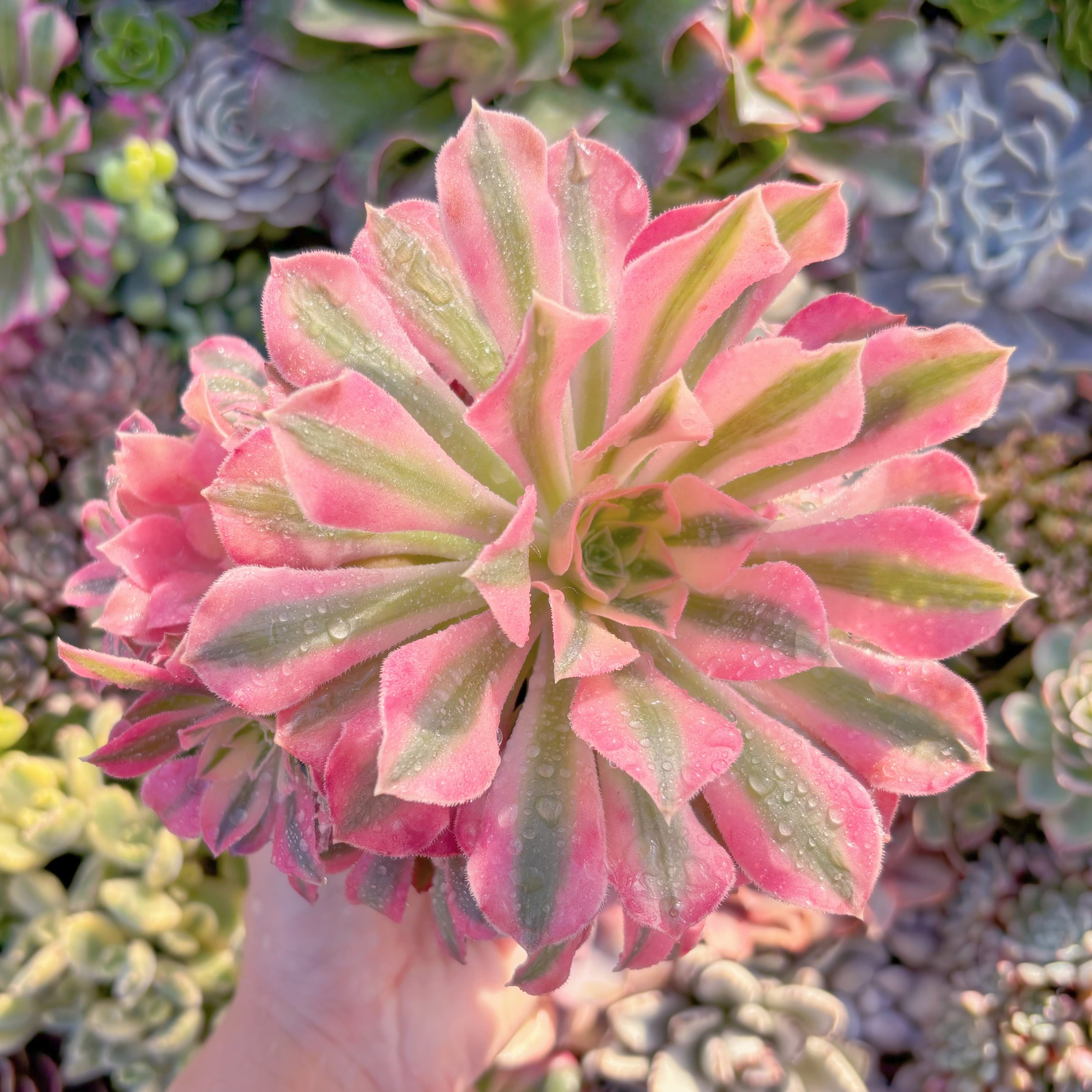 現品　美姫#M162　群生　るる農園