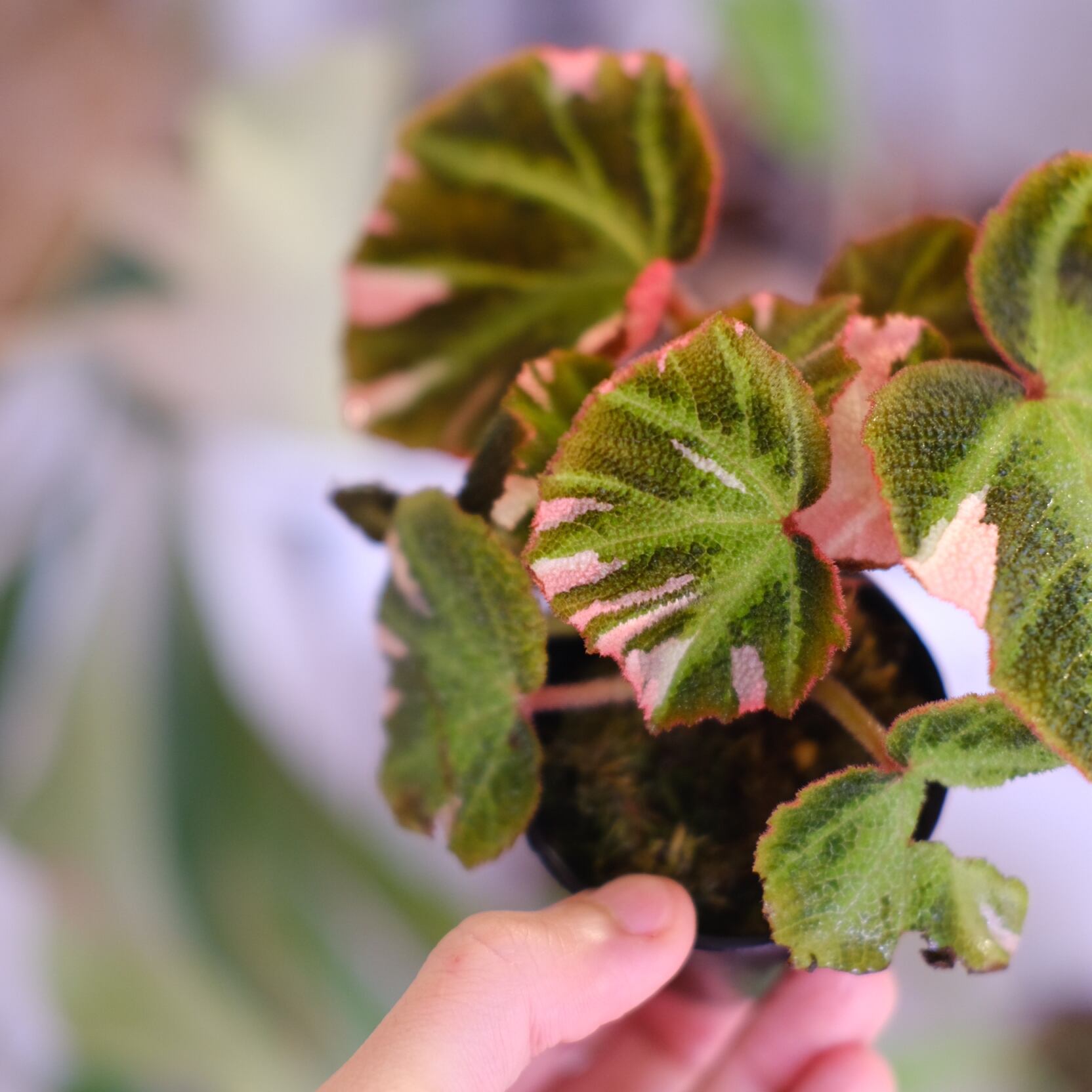 Begonia soli mutata Variegated│ベゴニア ソリムタータ バリエガータ
