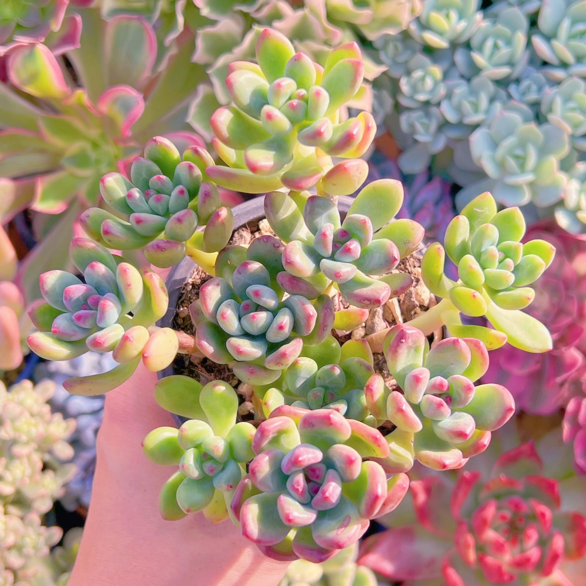 現品　トミーキャット#781   るる農園