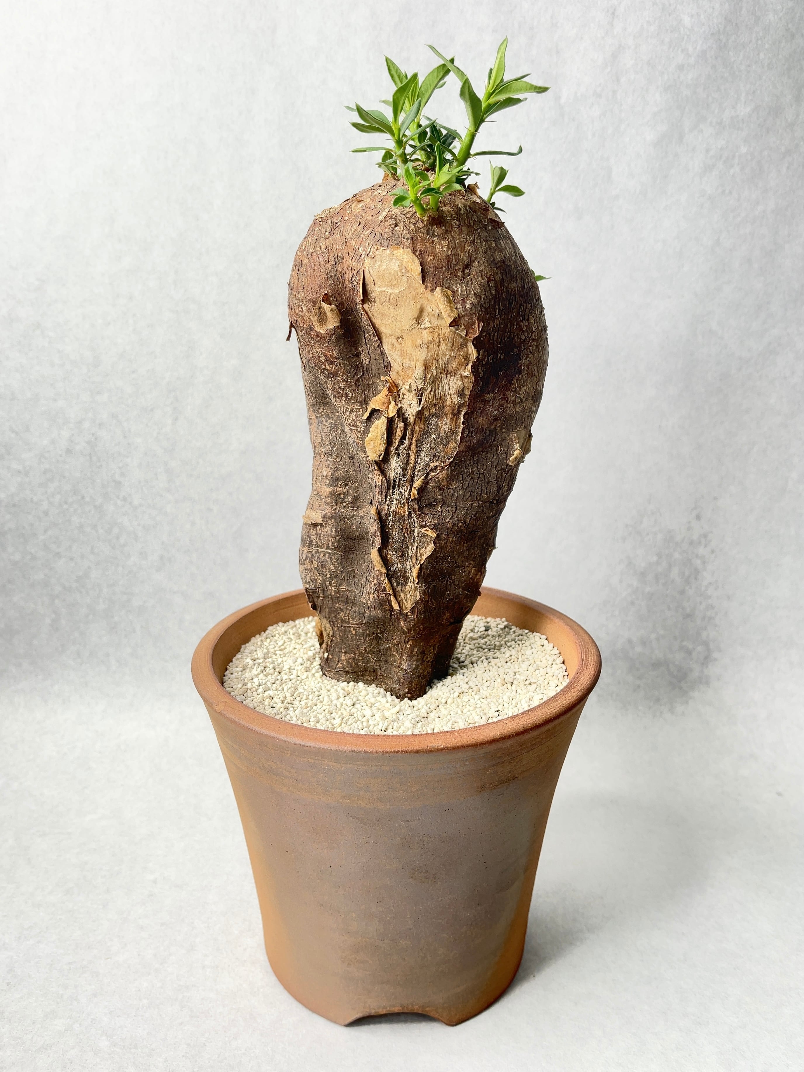 パキポディウム・ビスピノーサム | trigger