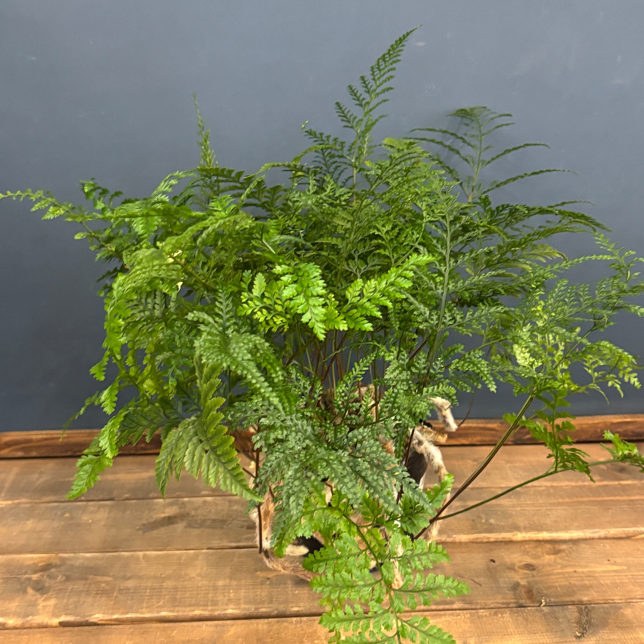 トキワシノブ【1069】