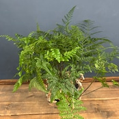 トキワシノブ【1069】