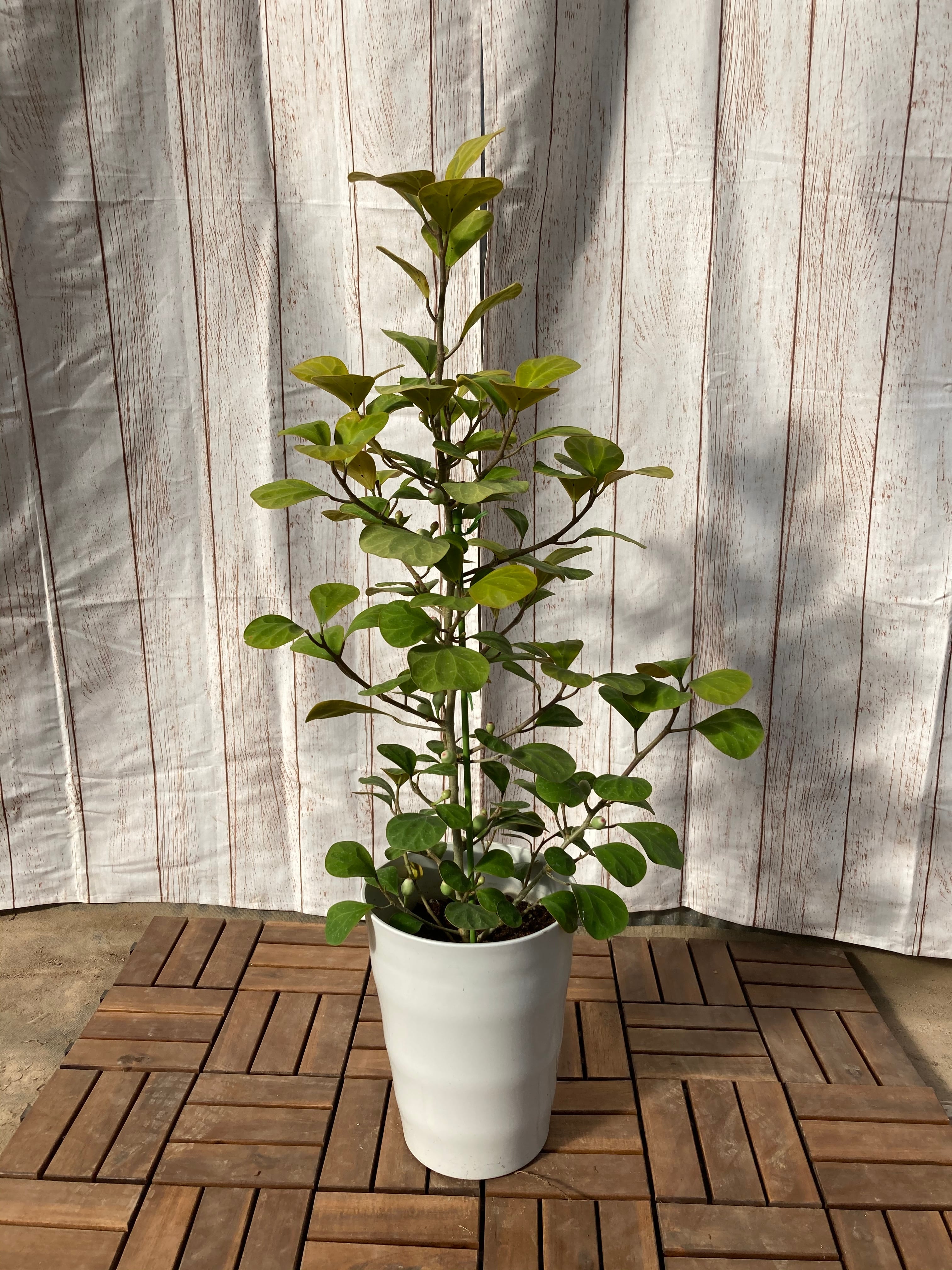 ①②ブンゲンストウヒポプシー 7号④アカシアパール 3苗セット ①②