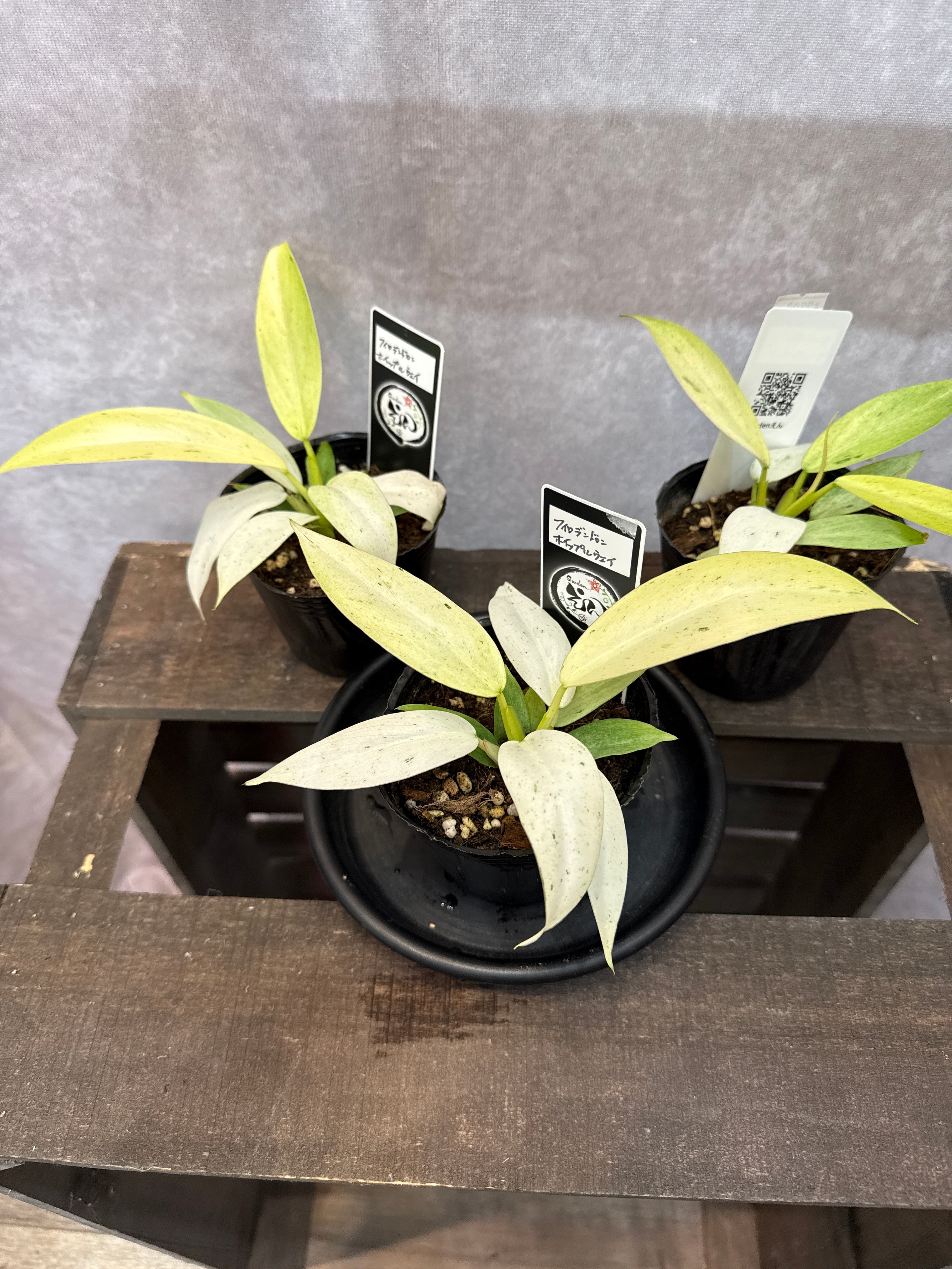 希少！フィロデンドロン　ハイブリッド ☆美株☆ ウイップルウェイ Whipple way philodendron - Etsy 日本 その他観葉植物