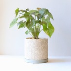 【グリーン】シンゴニウム　マリア