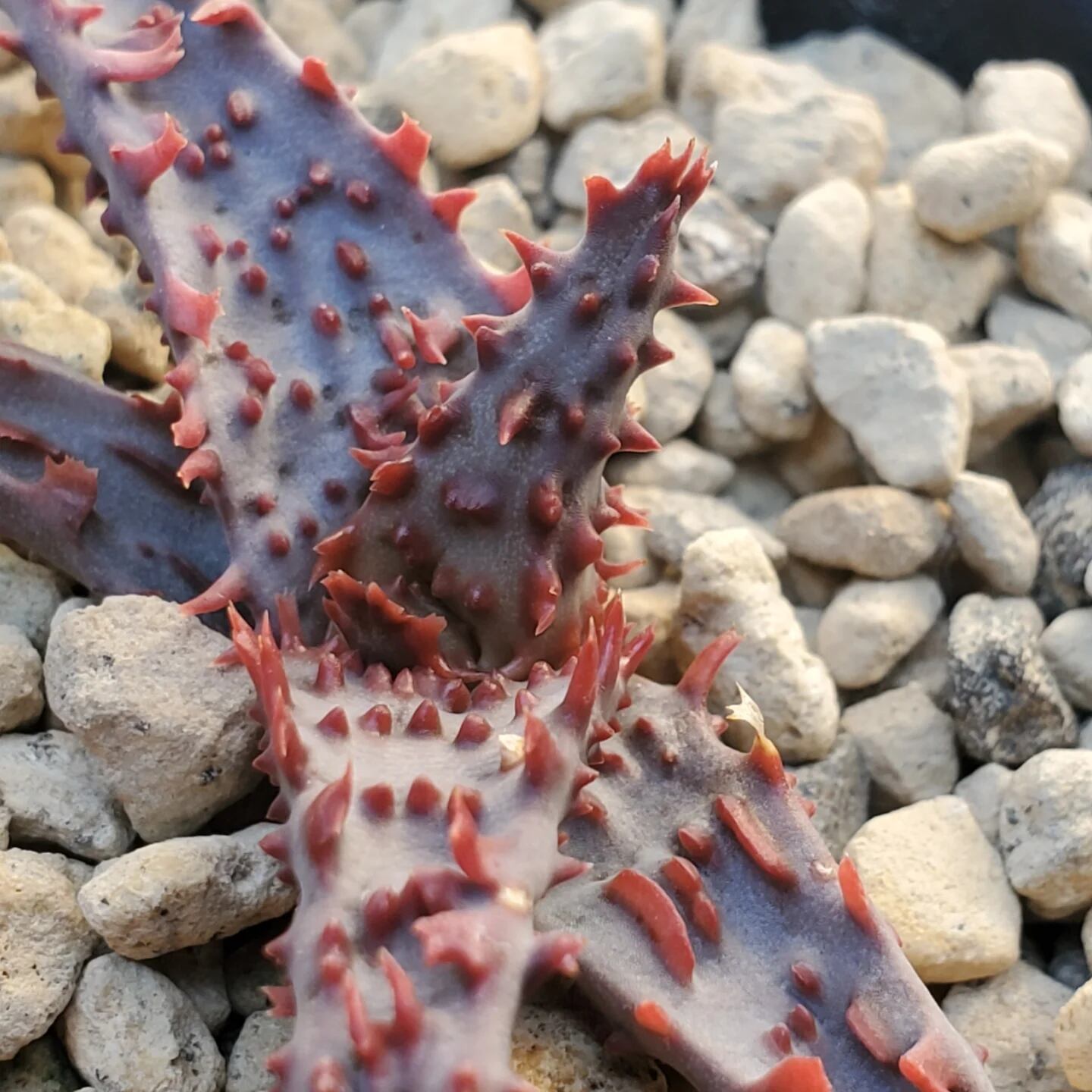 F00524_Aloe 'Glorious Dragon'（TCT）：アロエ・グロリアスドラゴン