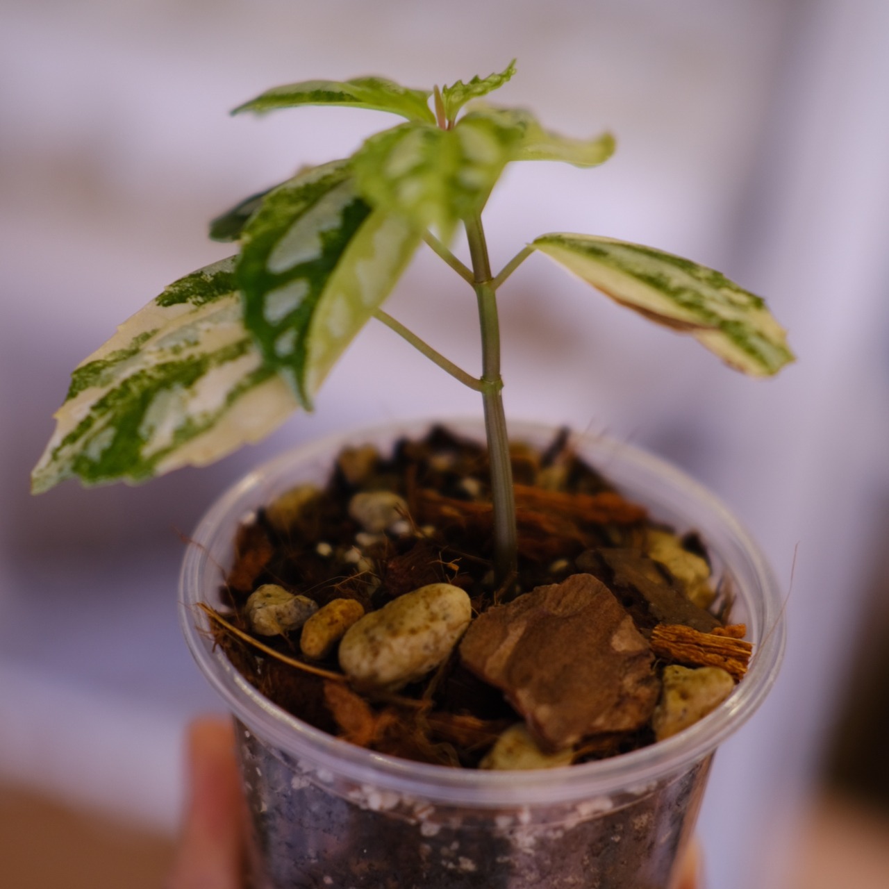 Pilea cadierei variegated│ピレア カディエレイ 斑入│観葉植物