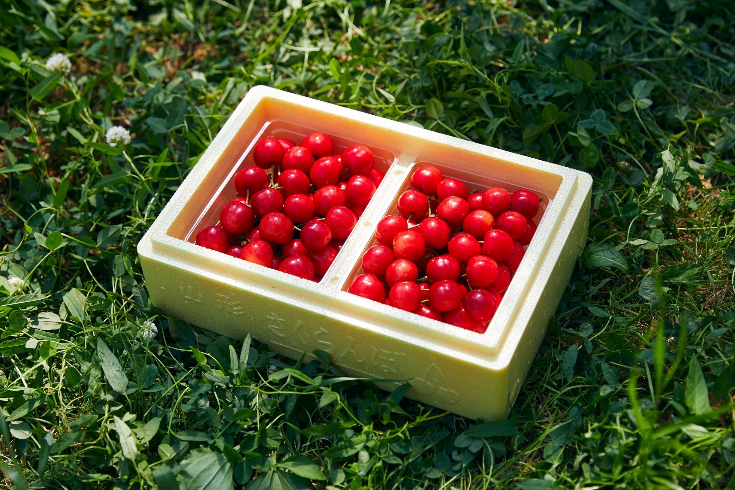 新品種!やまがた紅王(ギフト) 800g(400g×2)