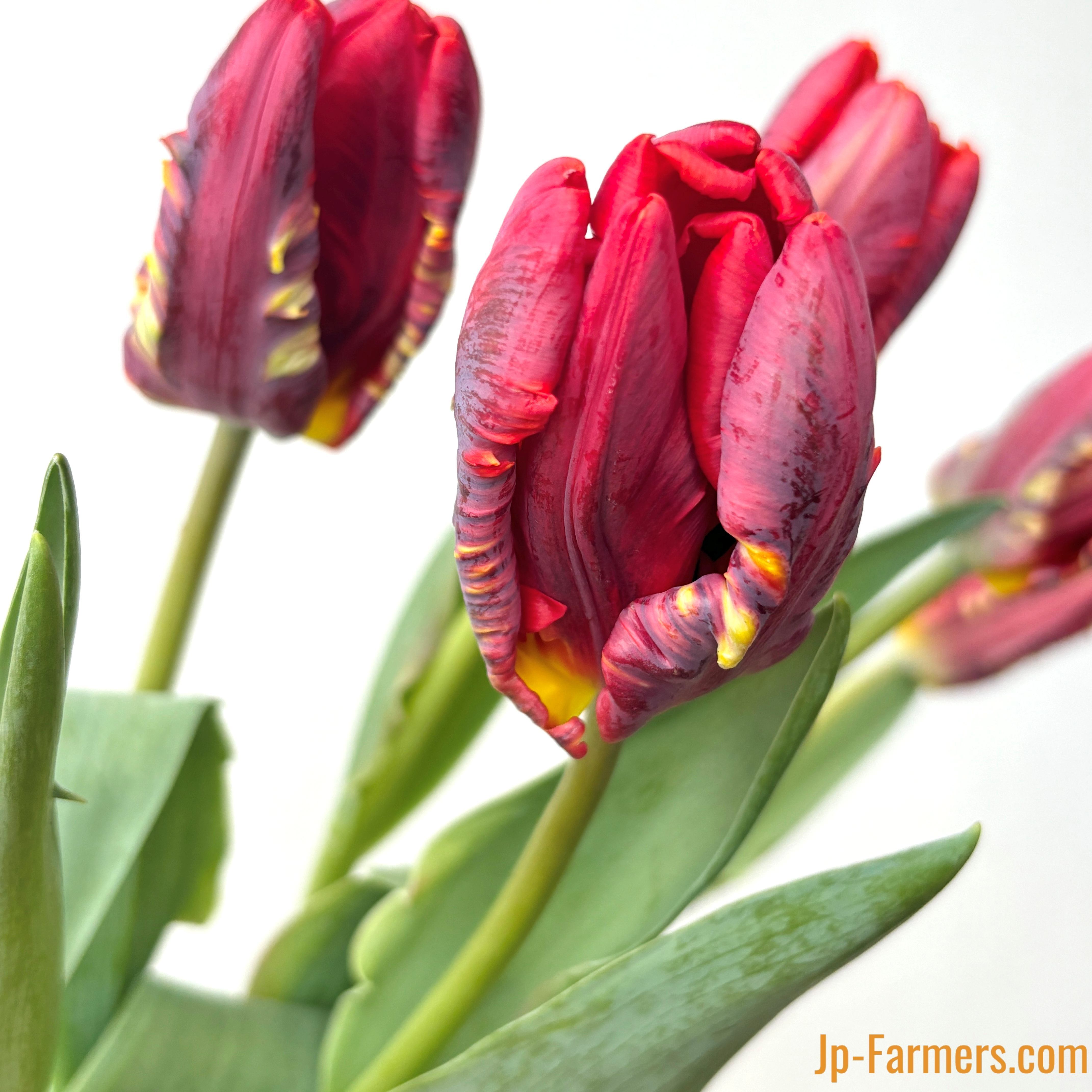 ◇色で選ぶ◇ | 新鮮お花問屋 Jp-Farmers.com