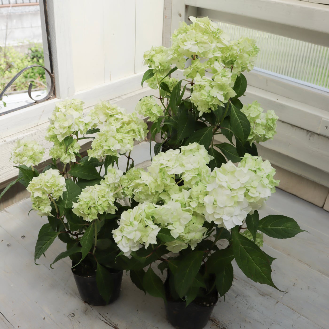 Green heartꕥオンラインショップ Green heartꕥオンラインショップ