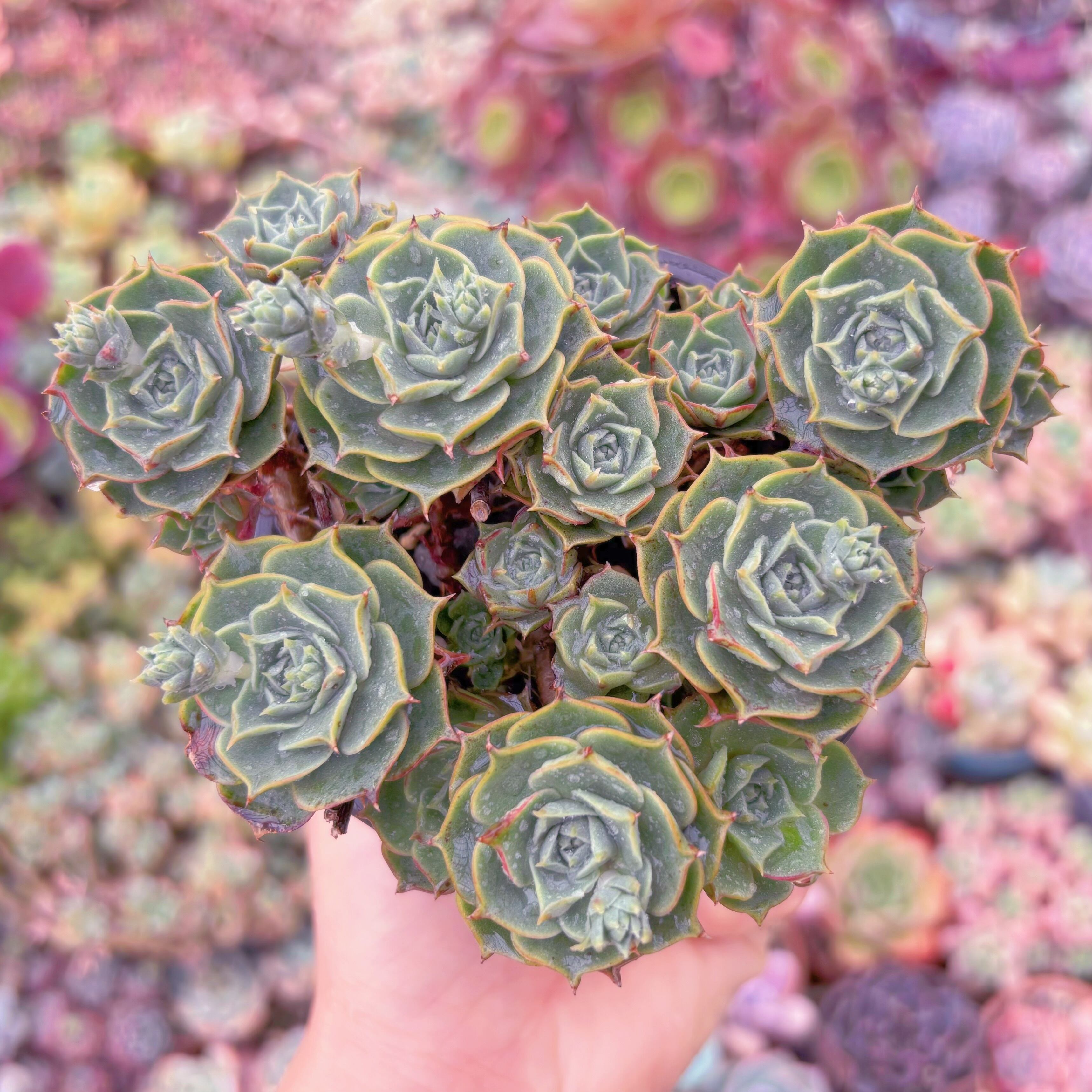 現品　ヨロッパロンギシマ#A73　るる農園