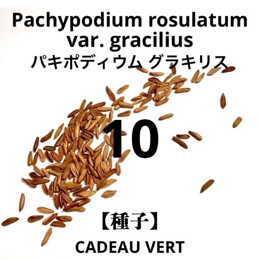 塊根植物の土Gold小粒10㍑培養土　パキポディウム・アデニウム等　グラキリス 塊根植物・アガベの土Gold10㍑培養土パキポディウム・アデニウム等