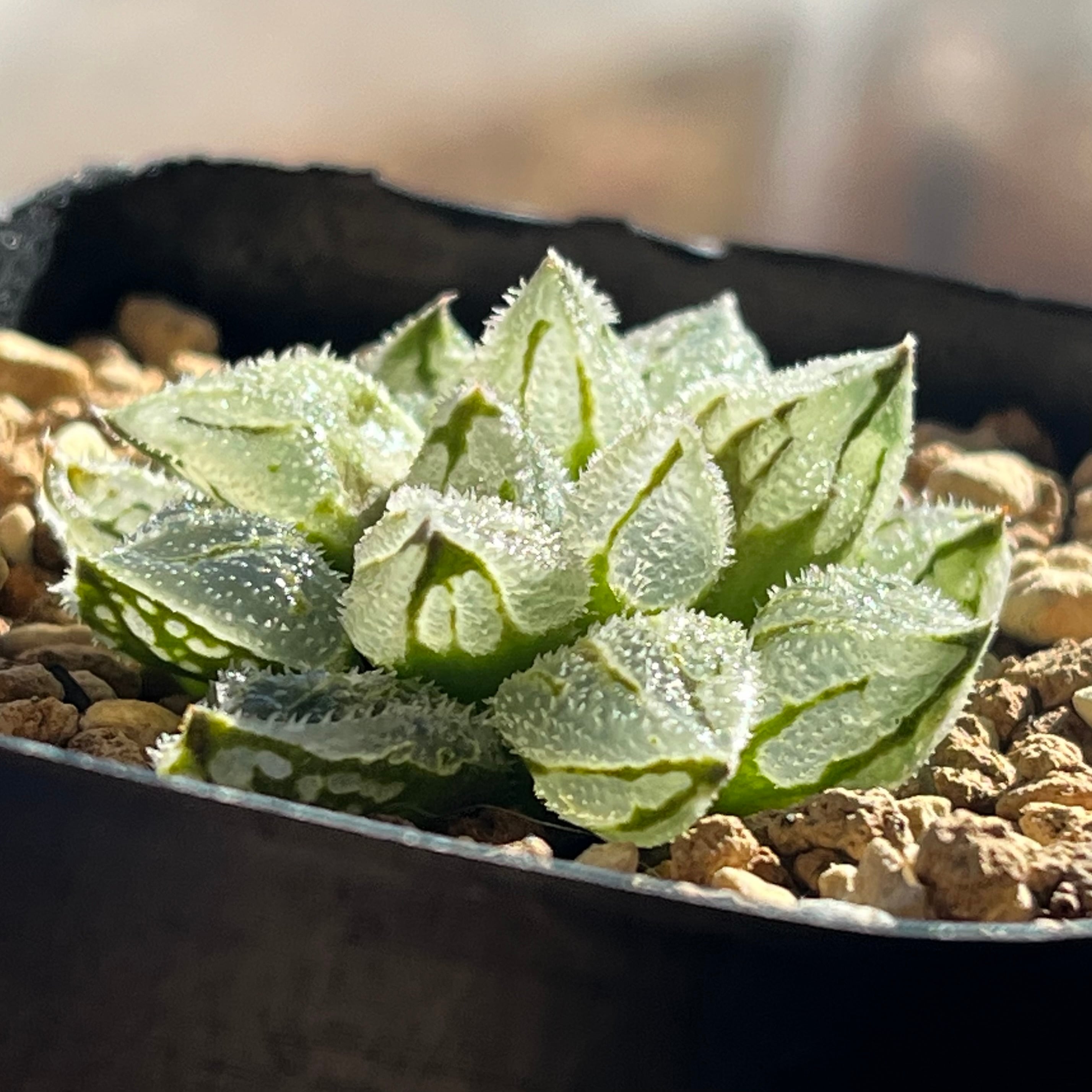 ハオルチア 氷魁 | mocono_plants