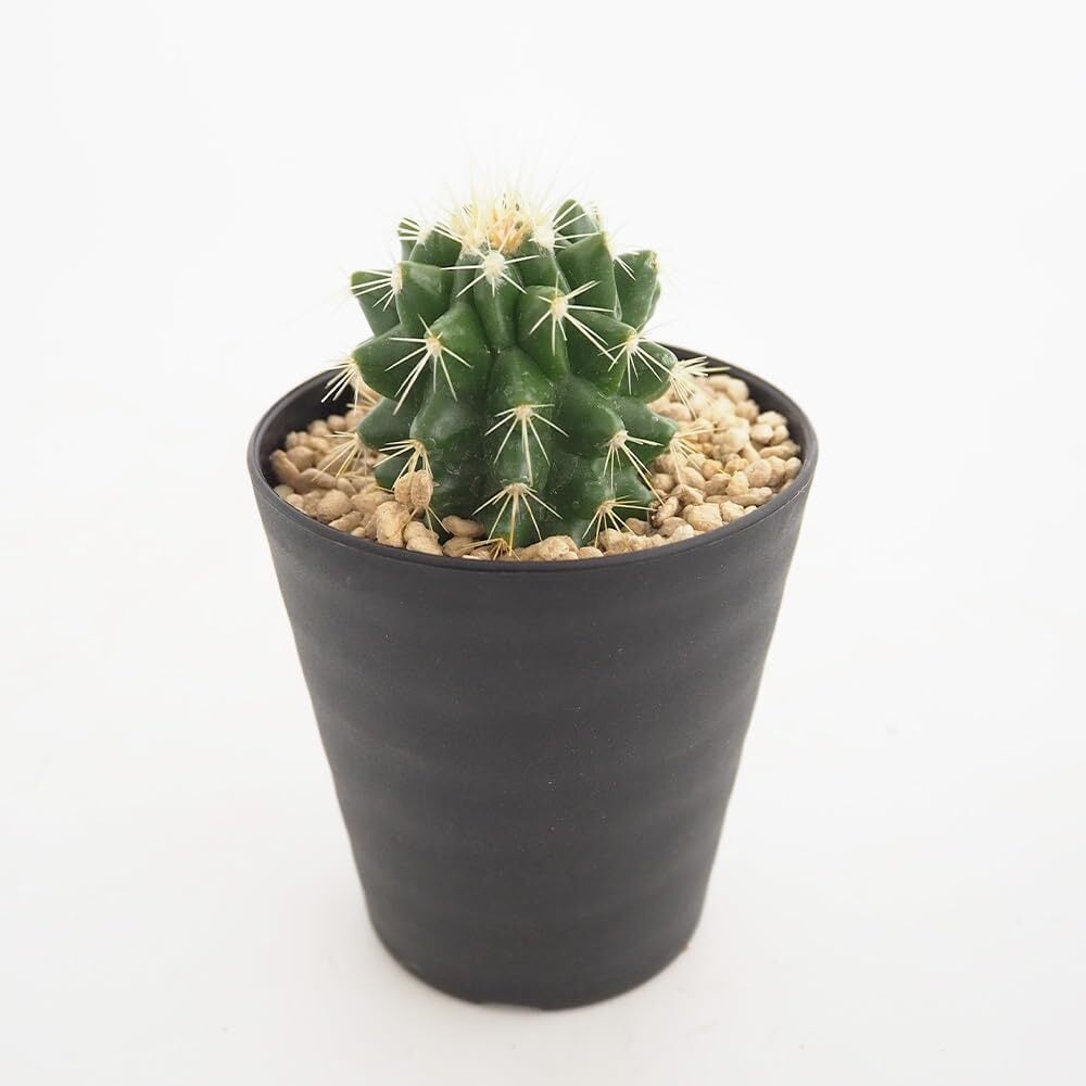 多肉植物 アエオニウム 孔雀白錦 美苗 #孔3 | PAY ID