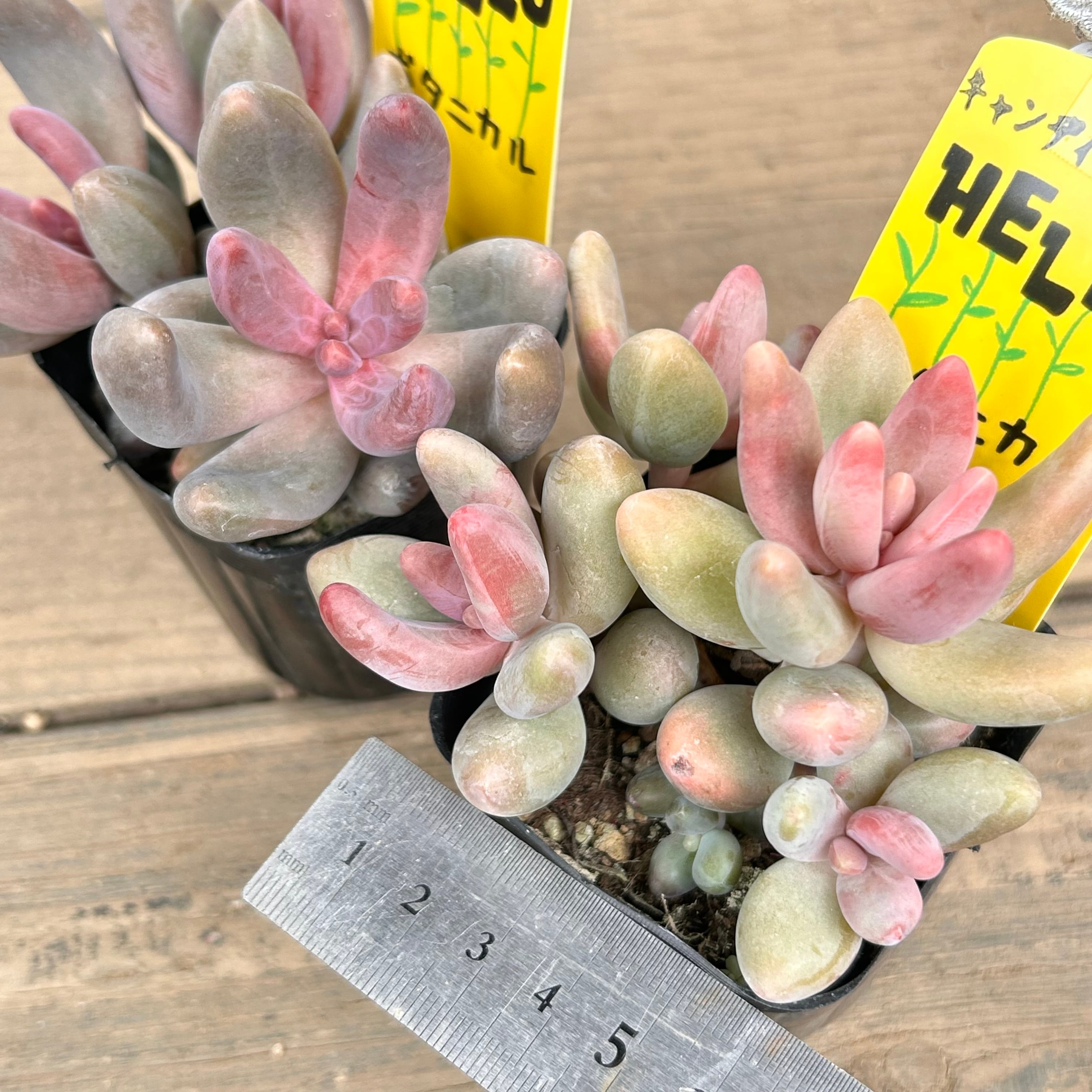 キャンディーグレープ | RuPo 多肉植物専門店 キャンディーグレープ | RuPo 多肉植物専門店