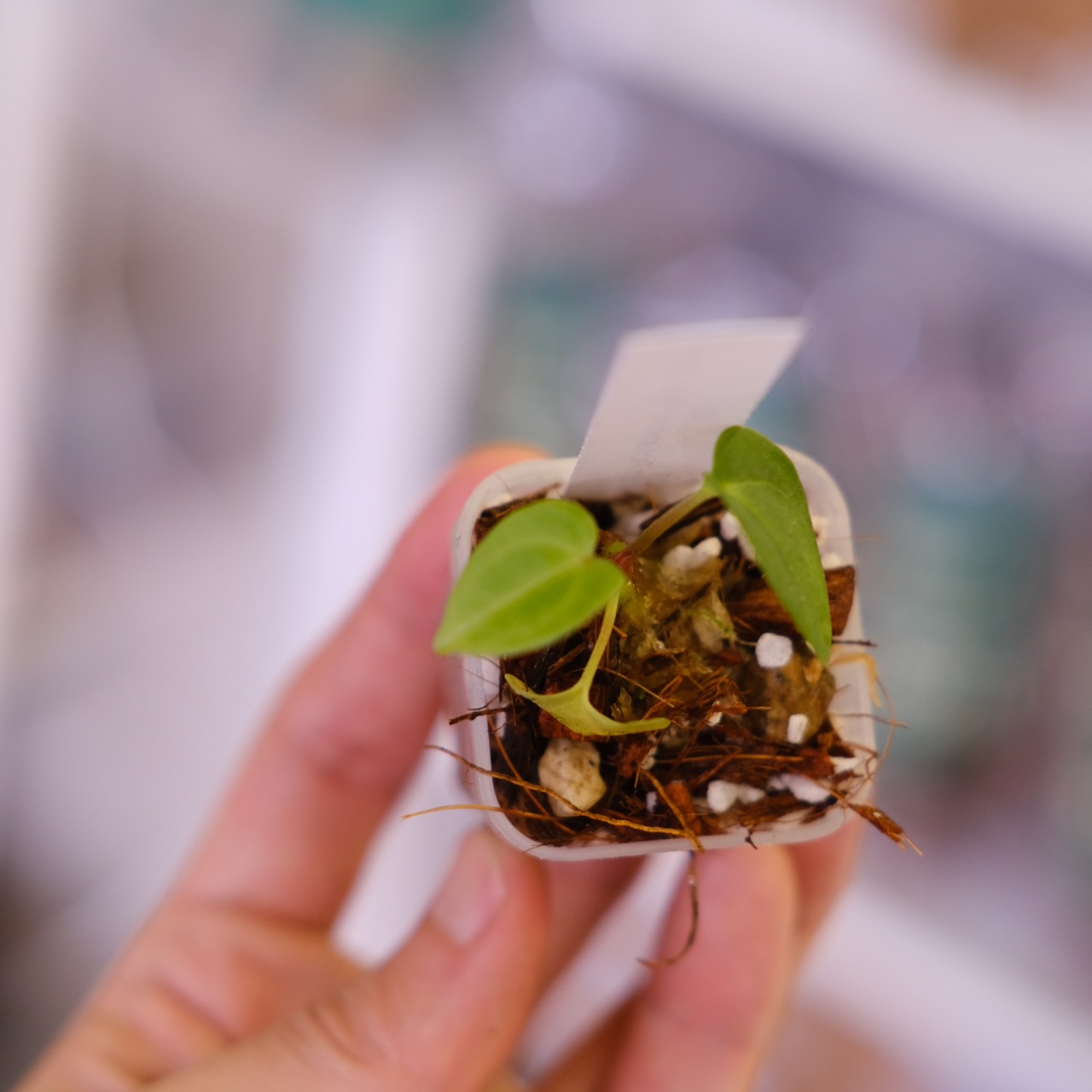 Anthurium Papillilaminum Guna Yala × Ralph Lynam S1 ‘Dwane’｜アンスリウム パピリラミナム グナヤラ × ラルフ リナム ‘ドウェイン’｜観葉植物