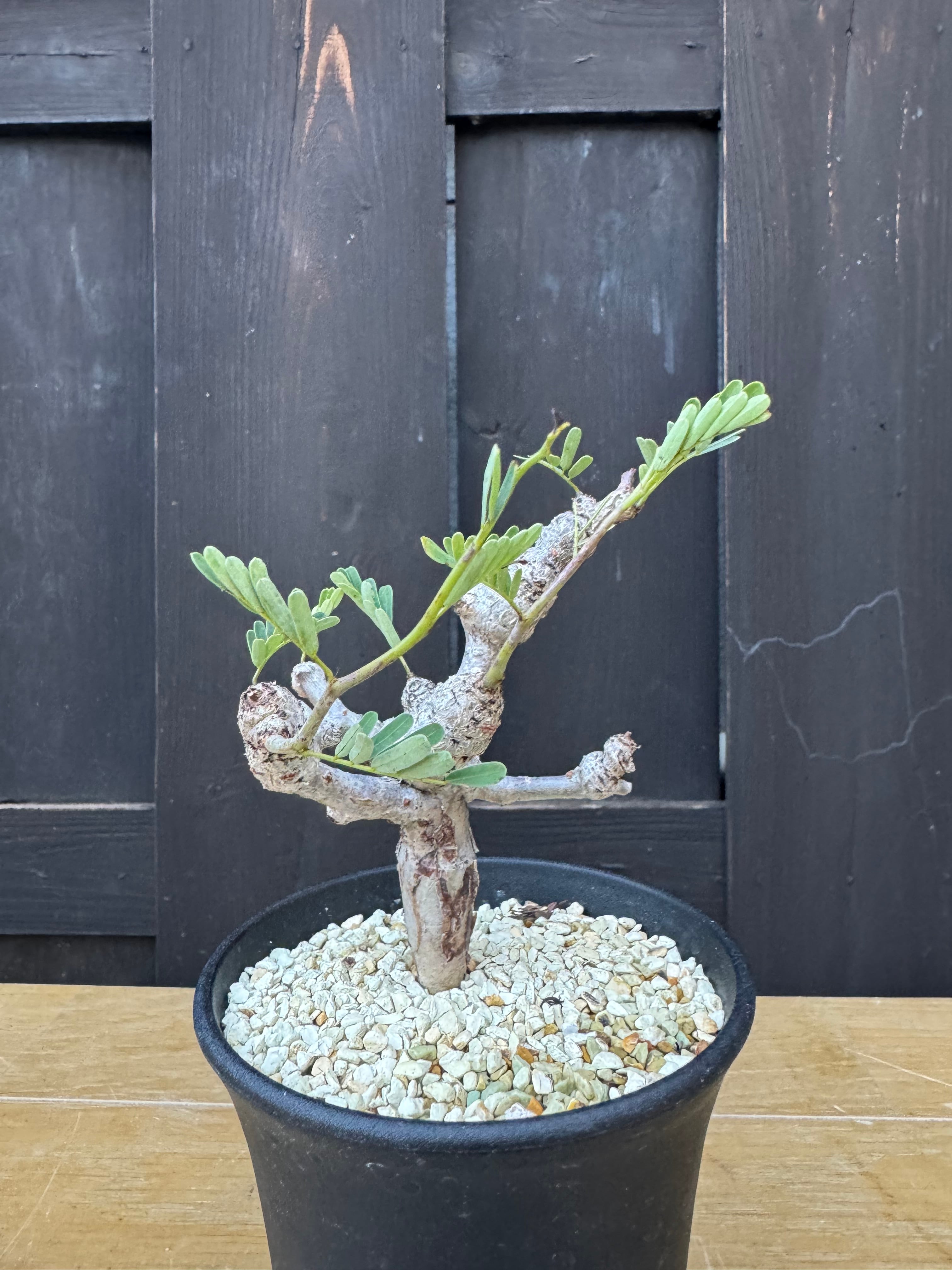 新着】Senna meridionalis【太い枝振り作り込みの実生苗】センナ メリ