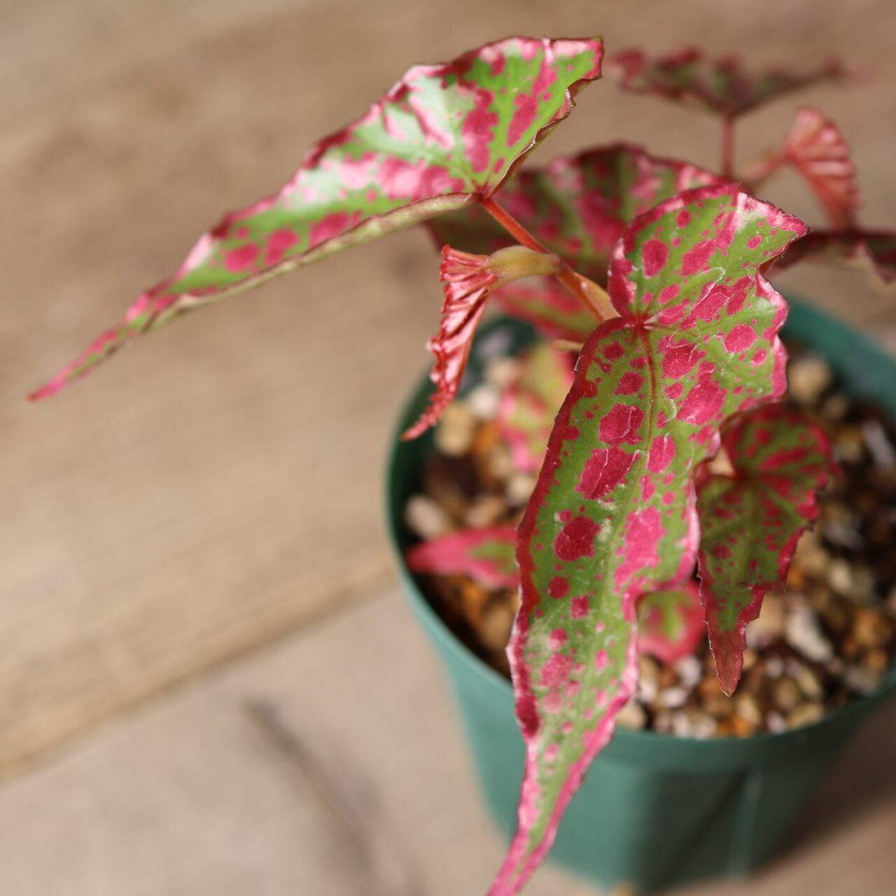 392 斑点と個性が踊る、唯一無二のハイブリッドベゴニア『ベゴニア