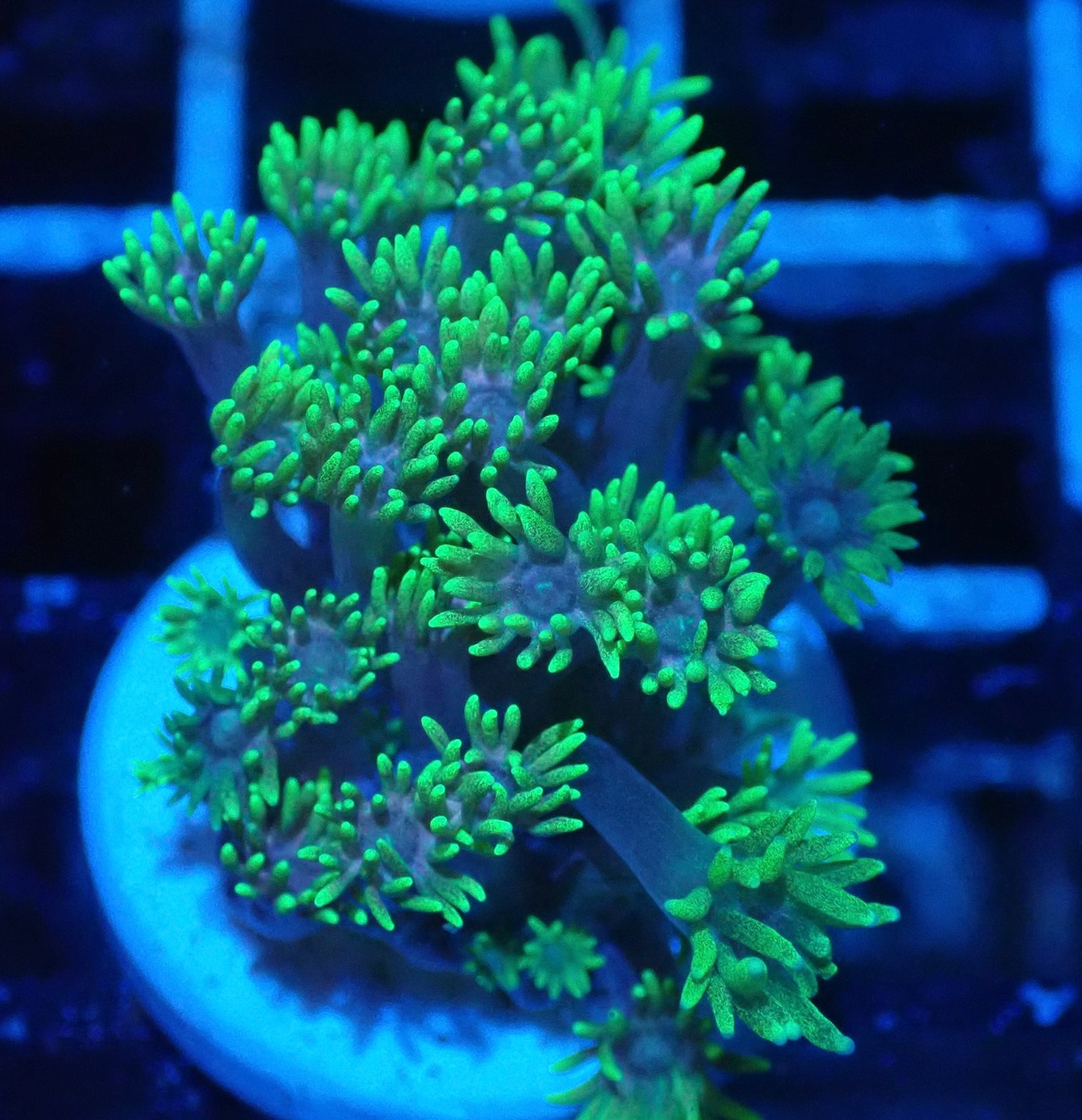 Goniopora FromNTB YellowFrag 3