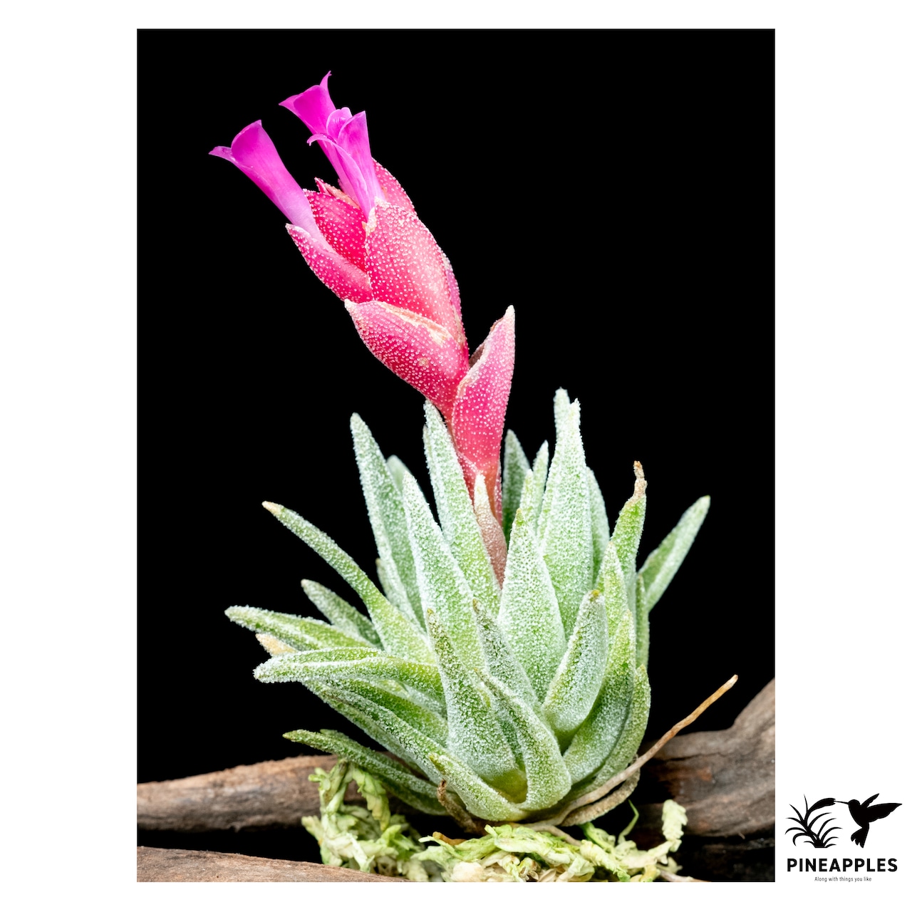 Tillandsia sp. (Like T. thiekenii) - 2