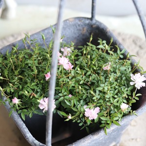 ミニバラ　姫乙女　小さいお花　とげなし　四季咲き　手間がかからないバラ　