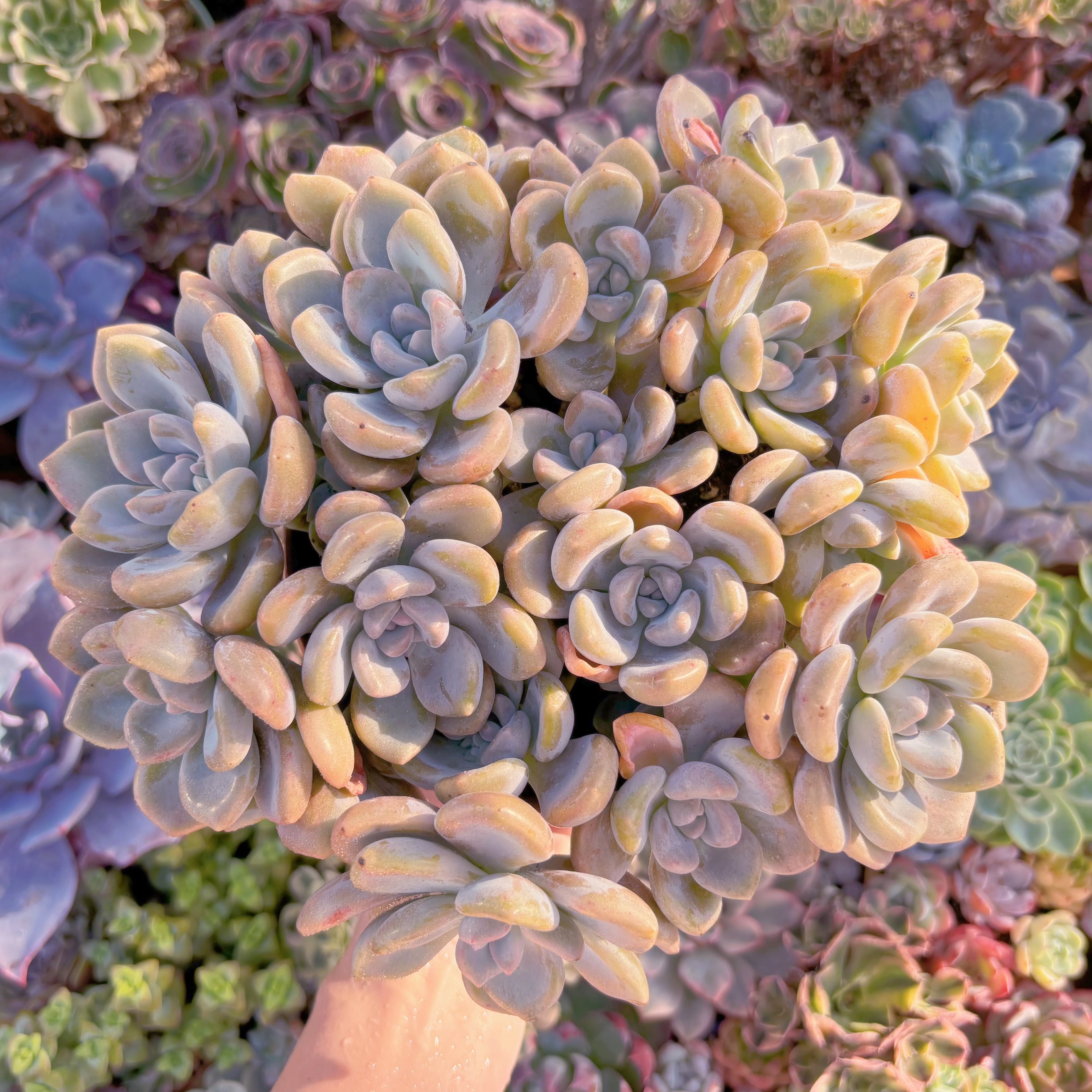 現品　ラウルx洛神#216　理想的な株姿　在庫僅少　特特大群生　新入荷　るる農園