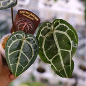 【正規】Anthurium 'Michelle' by DOC BLOCK⑨ / アンスリウム・ミシェル│観葉植物