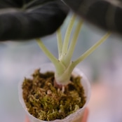 【斑入り】アロカシア ブラックベルベット / Alocasia reginula 'Variegated'