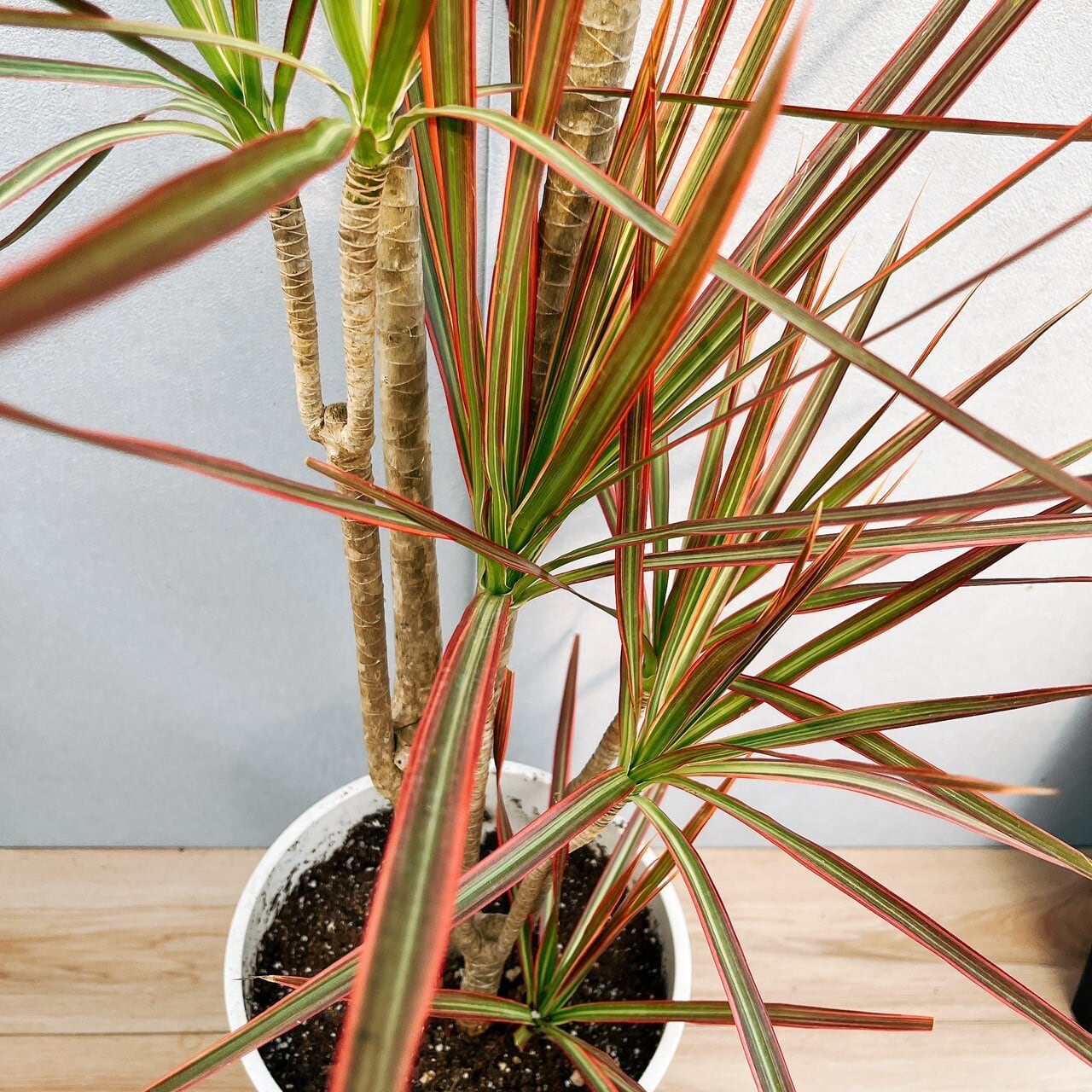 現品］1番 ドラセナ コンシンネ レインボー 8号 観葉植物 室内