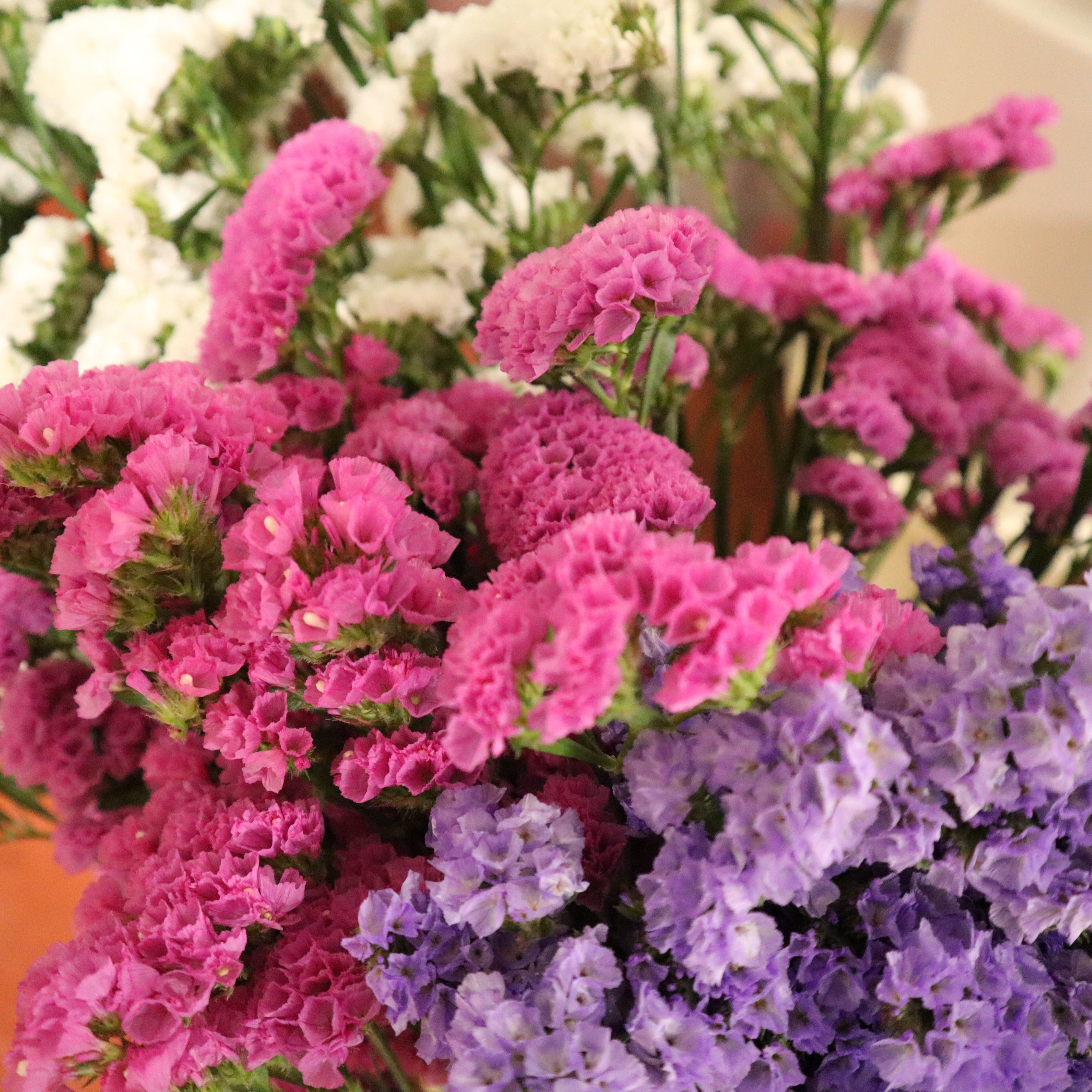 スターチス 30本 3色mix セット 和歌山産 スワッグやドライフラワーに フラワーロス救済 スマイルフラワープロジェクト スターチス 30本 3色mix セット 和歌山産 スワッグやドライフラワーに フラワーロス救済 スマイルフラワープロジェクト