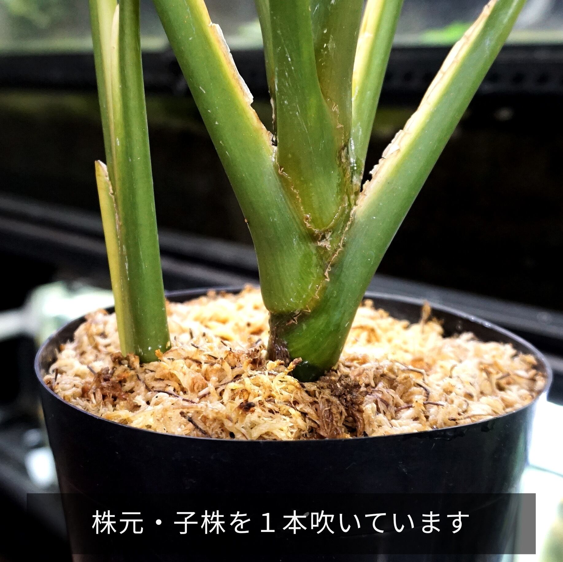 本店は アグラオネマ カーティシーaglaonema Nitidum Curtisii オリジナルからの訳あり茎管挿し木苗 アンスリウム フィロデンドロン 水苔植え Www Direcauto Net