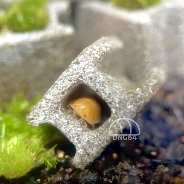 ショップ オープン Cubaris sp. Amber ducky アンバーダッキー[5匹 