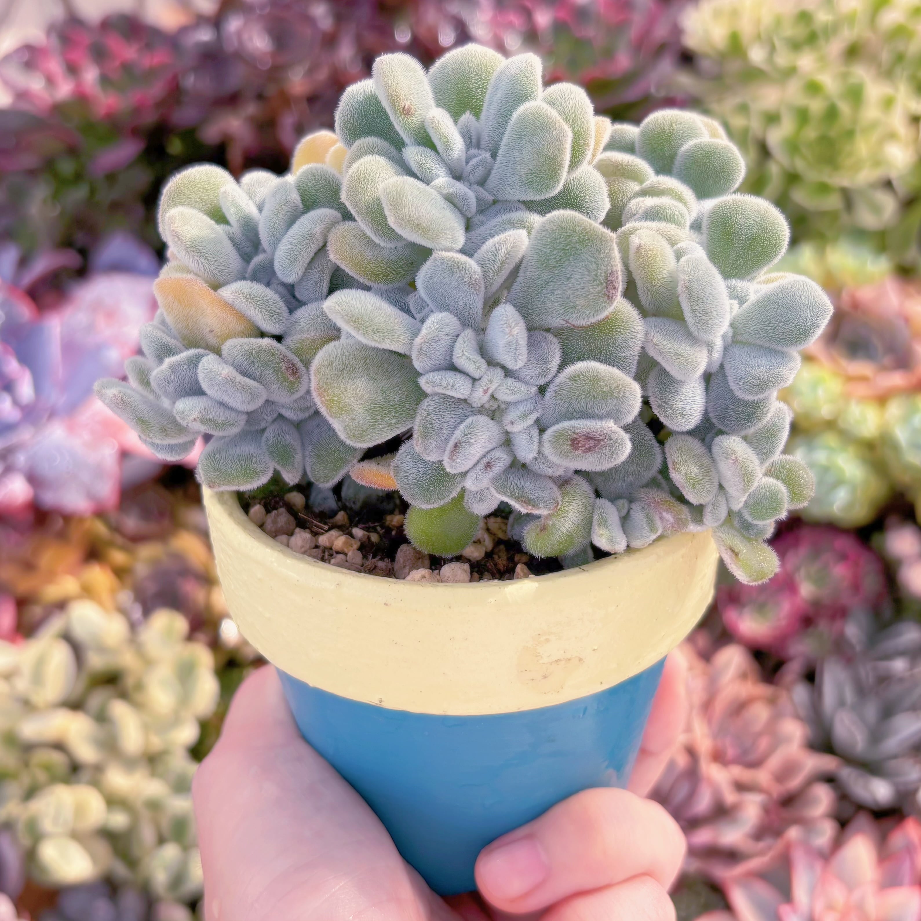 多肉植物 雪晃星綴化 大苗 新入荷 るる農園 | るる農園~多肉植物専門