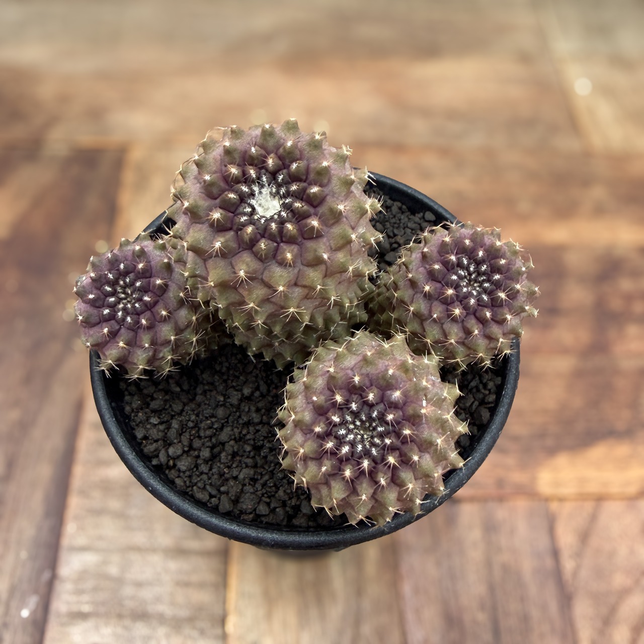 Copiapoa tenuissima【コピアポア・テヌイシマ】
