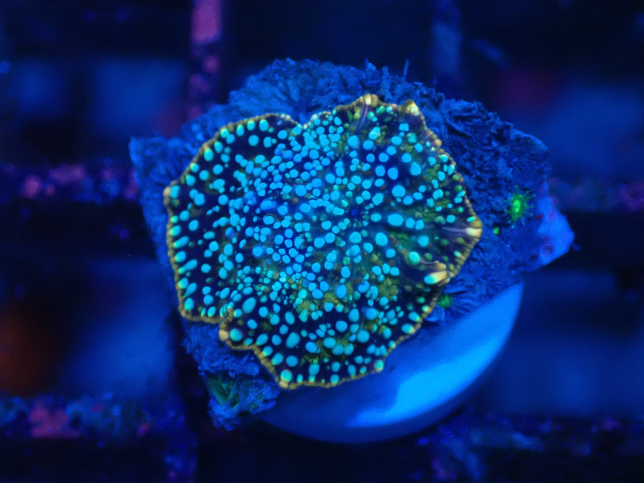 WaterMelonMushroom 3