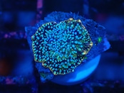 WaterMelonMushroom 3