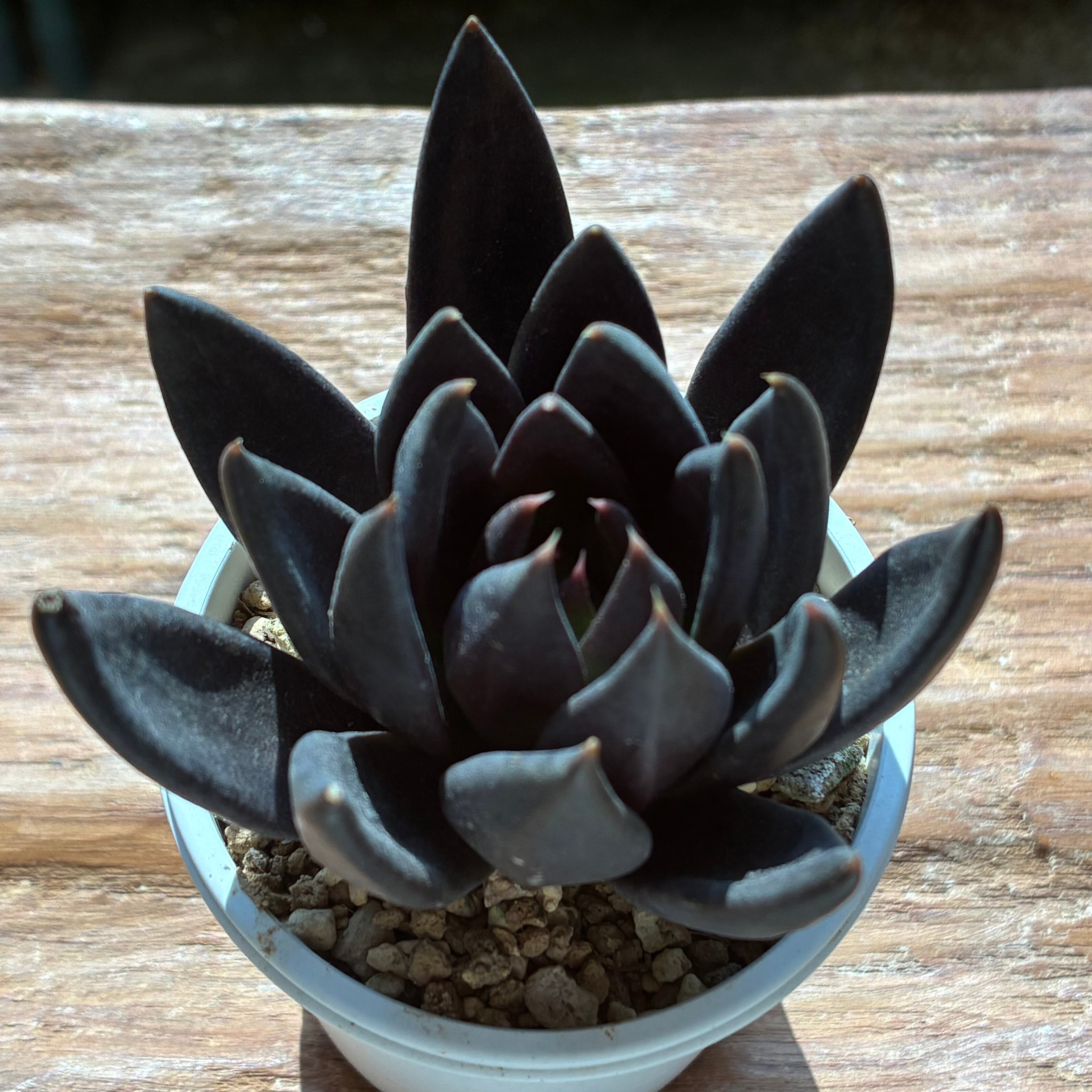 ハオルチア ピグマエアミュータント実生 特異株 | mocono_plants