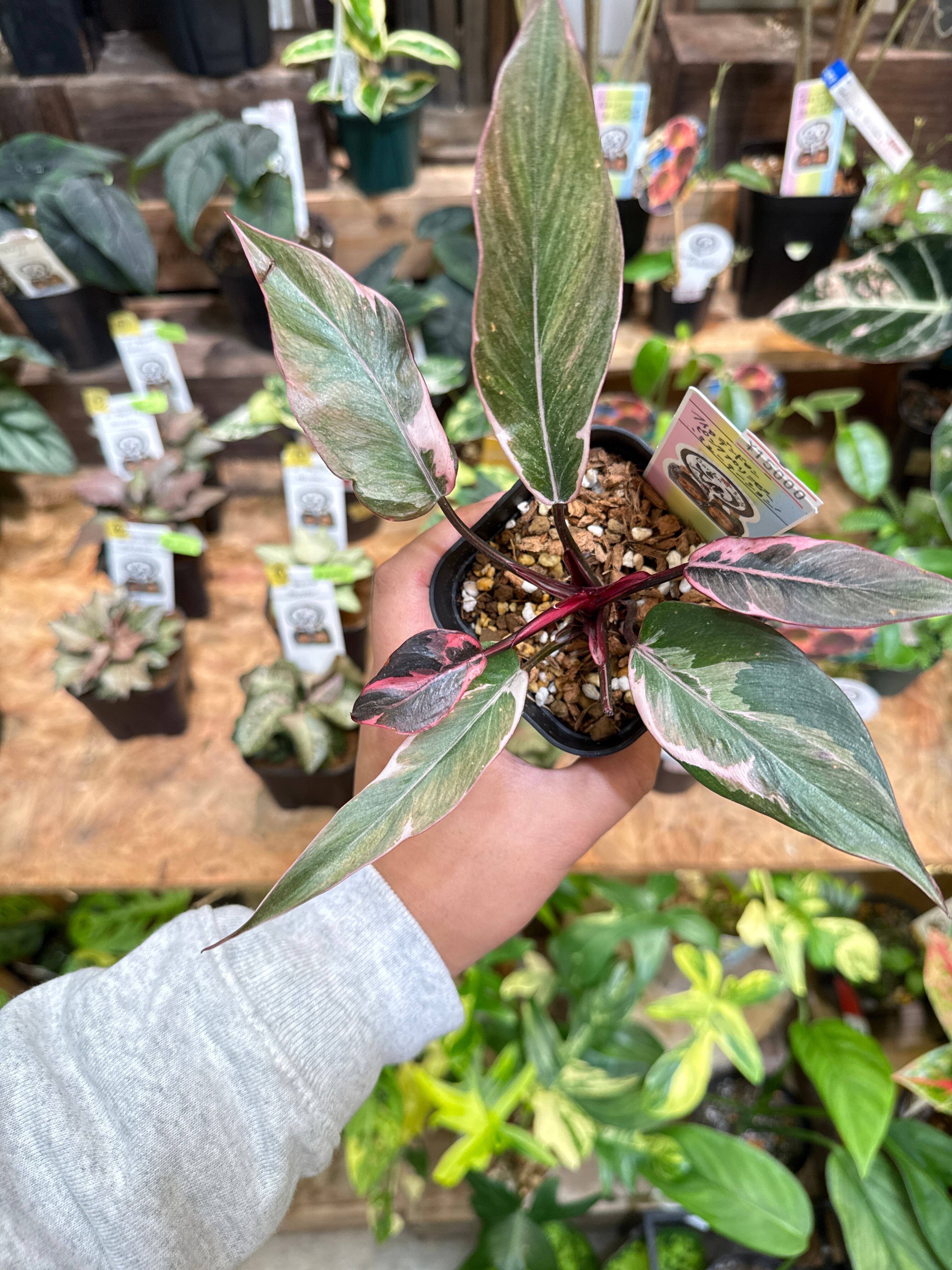 ③ フィロデンドロン ピンクプリンセス